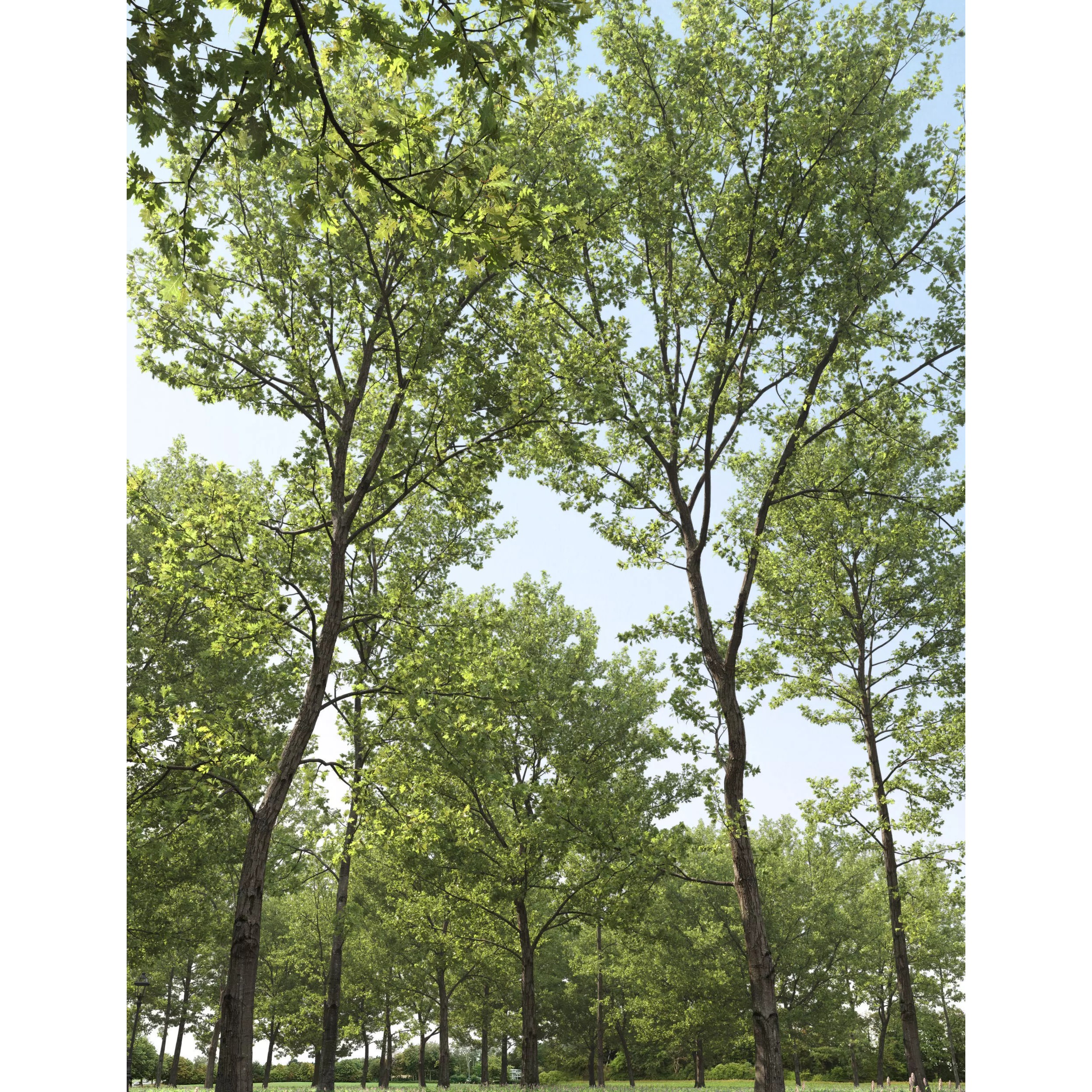 Quercus Collection - Game-Ready 3D Model - View 8