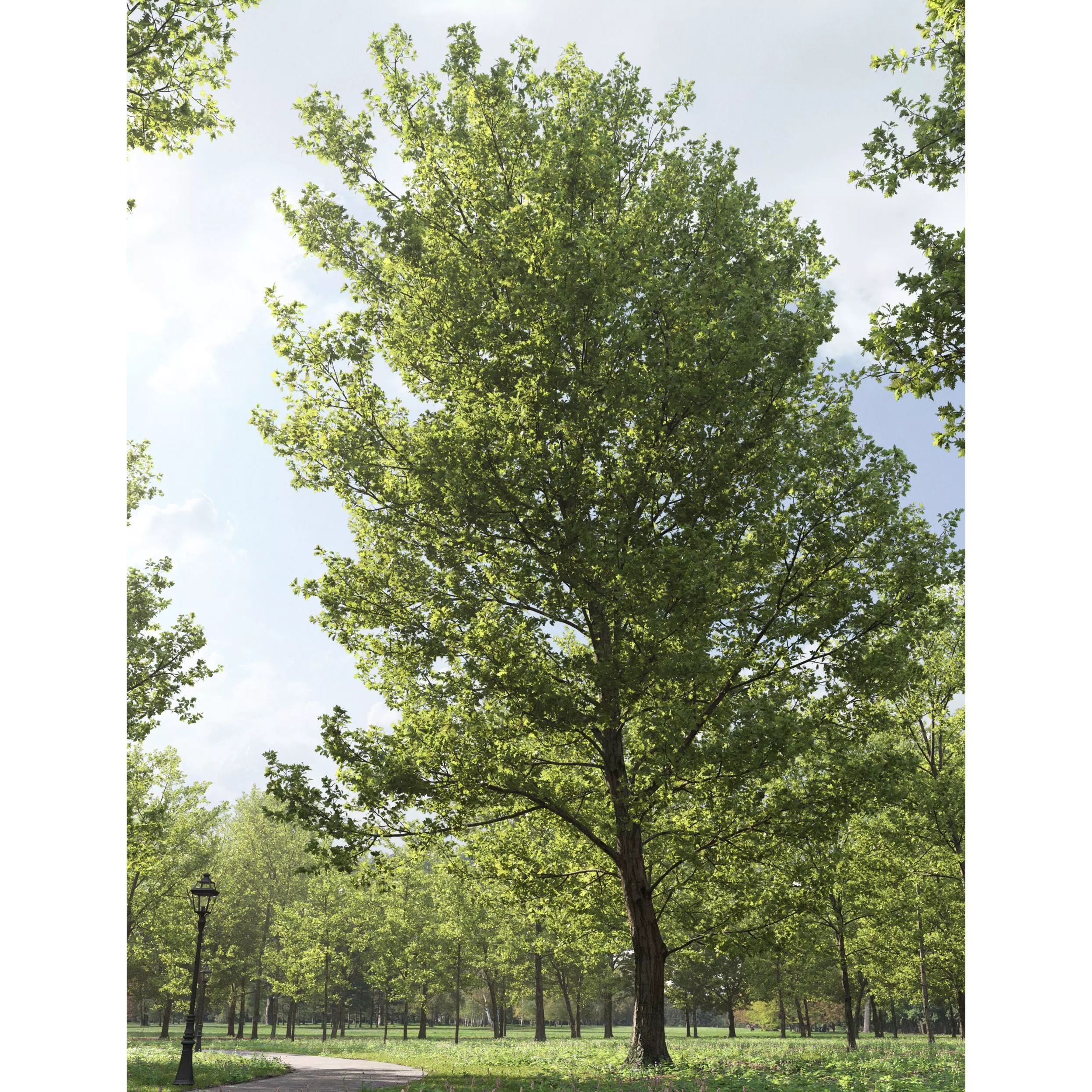 Quercus Collection - Game-Ready 3D Model - View 9