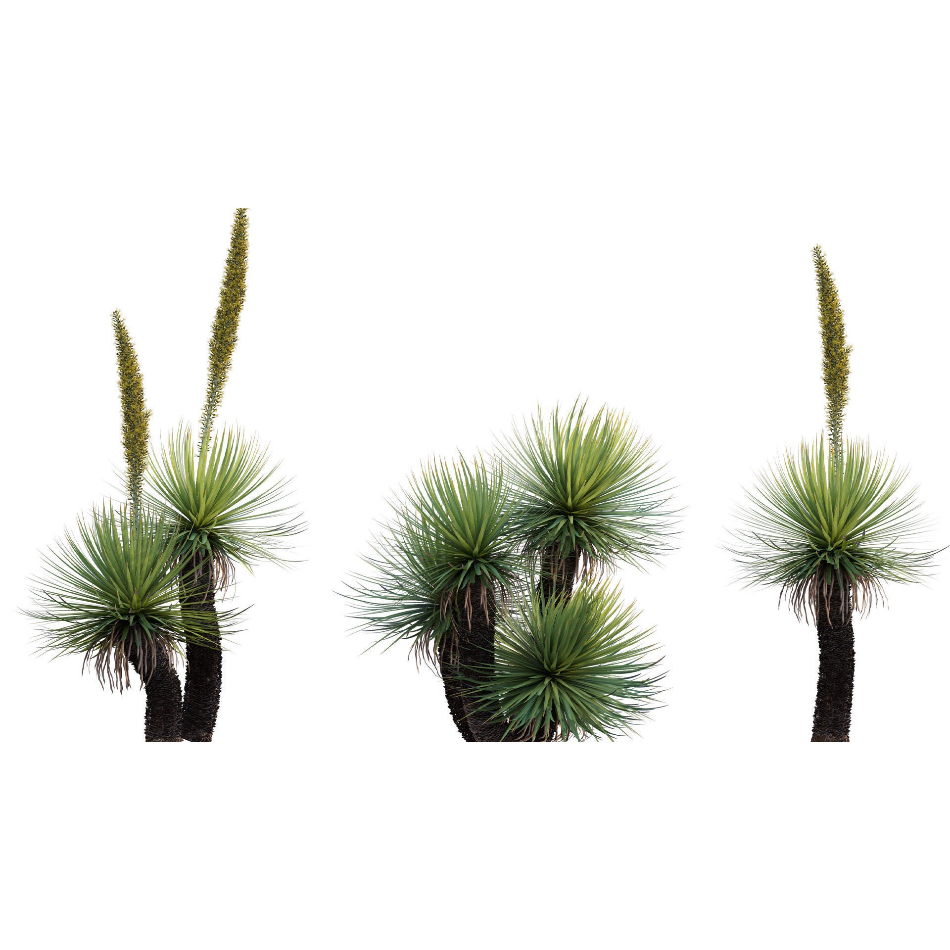 African Plants - Low-Poly Game-Ready 3D Model - View 10