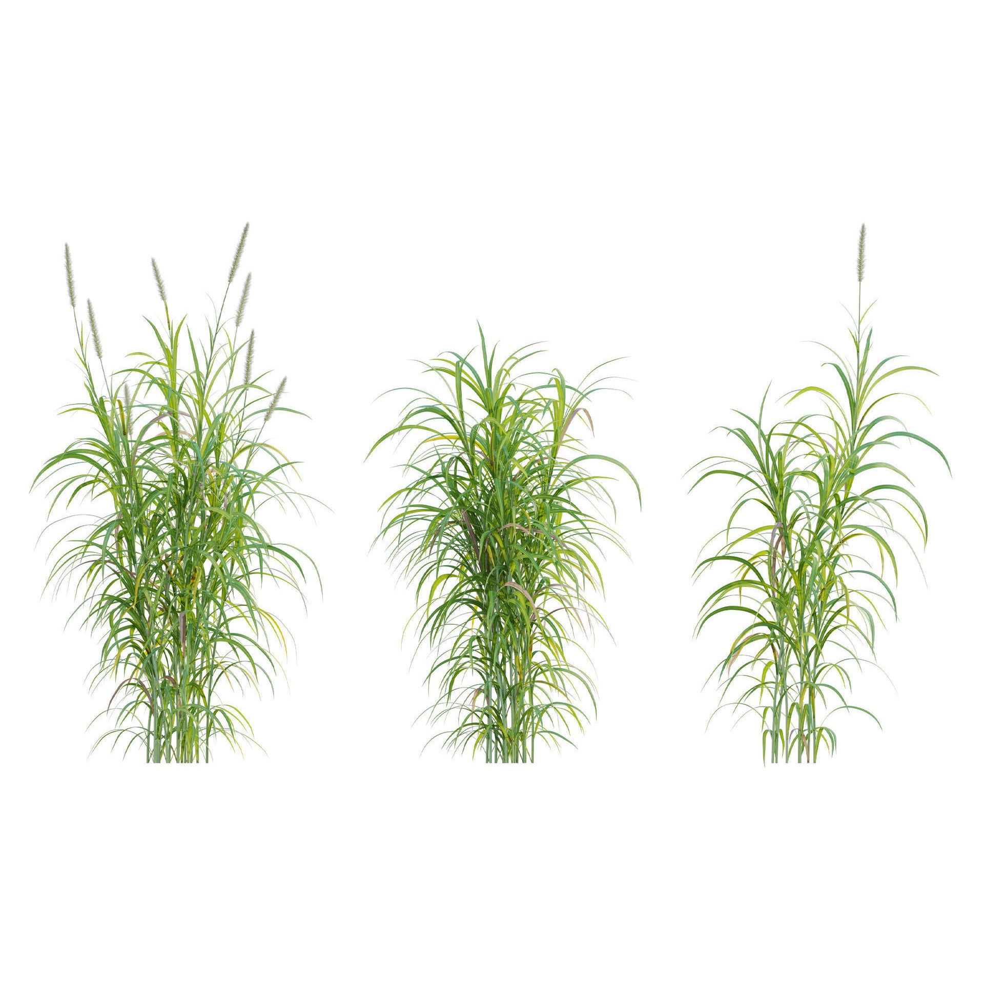 African Plants - Low-Poly Game-Ready 3D Model - View 14