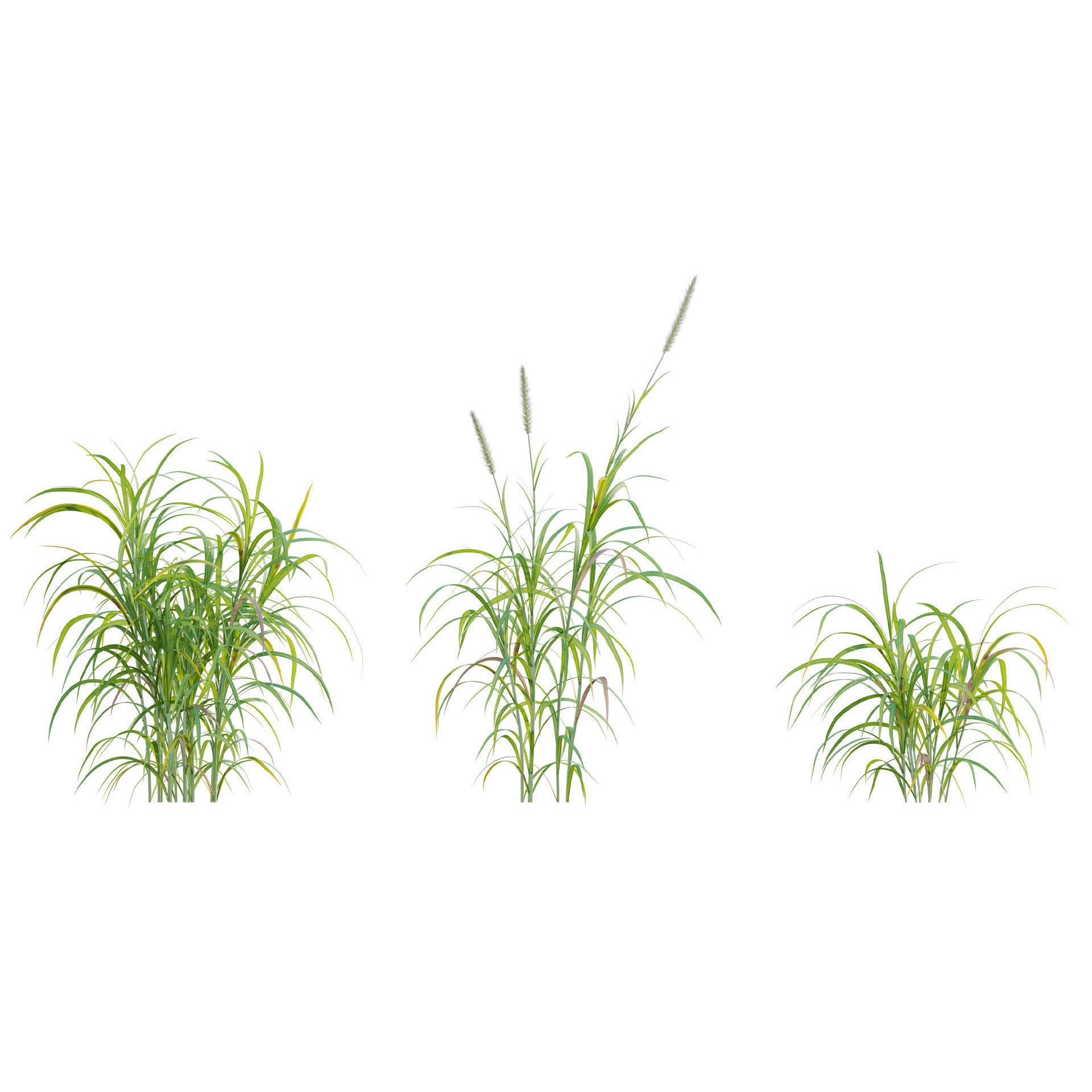 African Plants - Low-Poly Game-Ready 3D Model - View 15