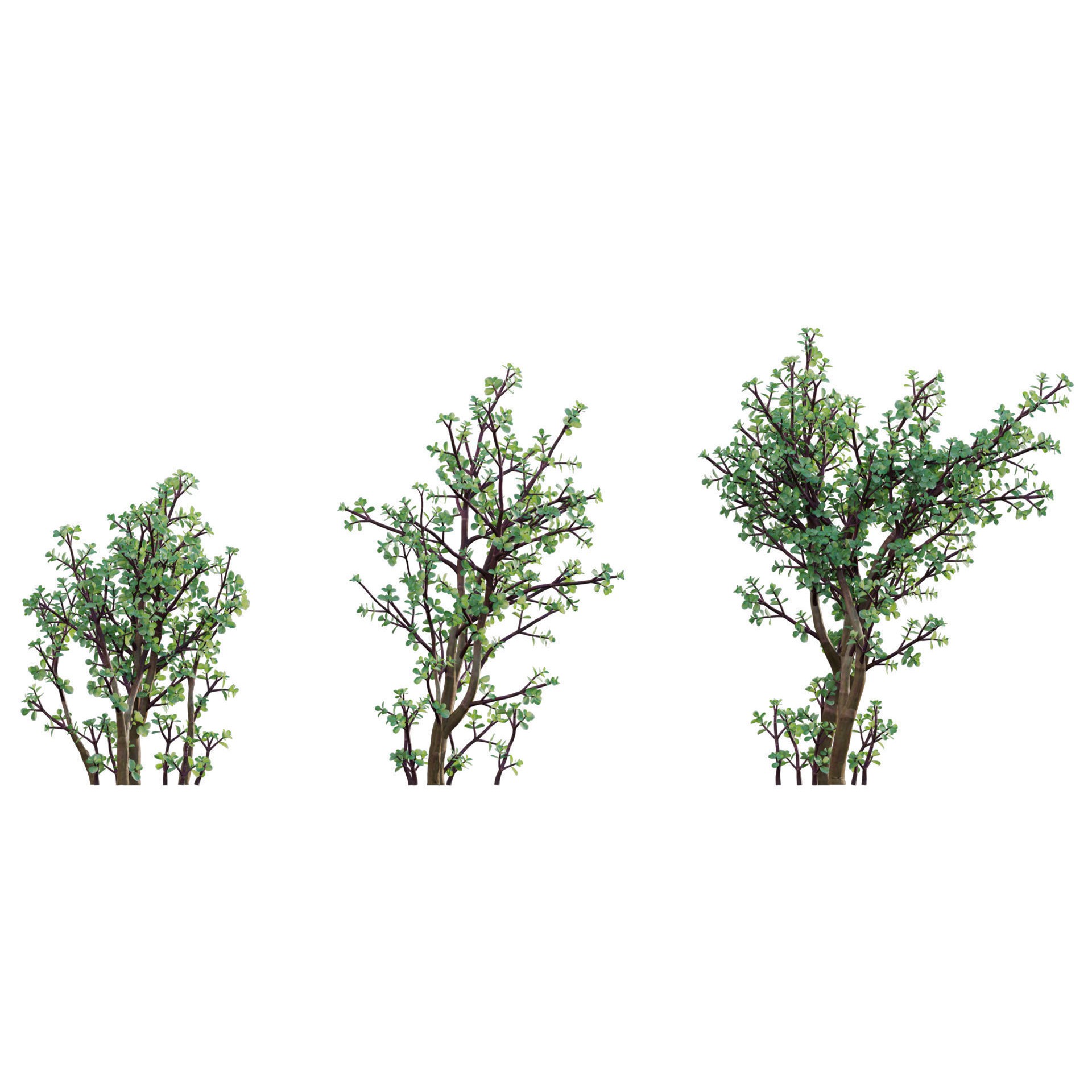 African Plants - Low-Poly Game-Ready 3D Model - View 16