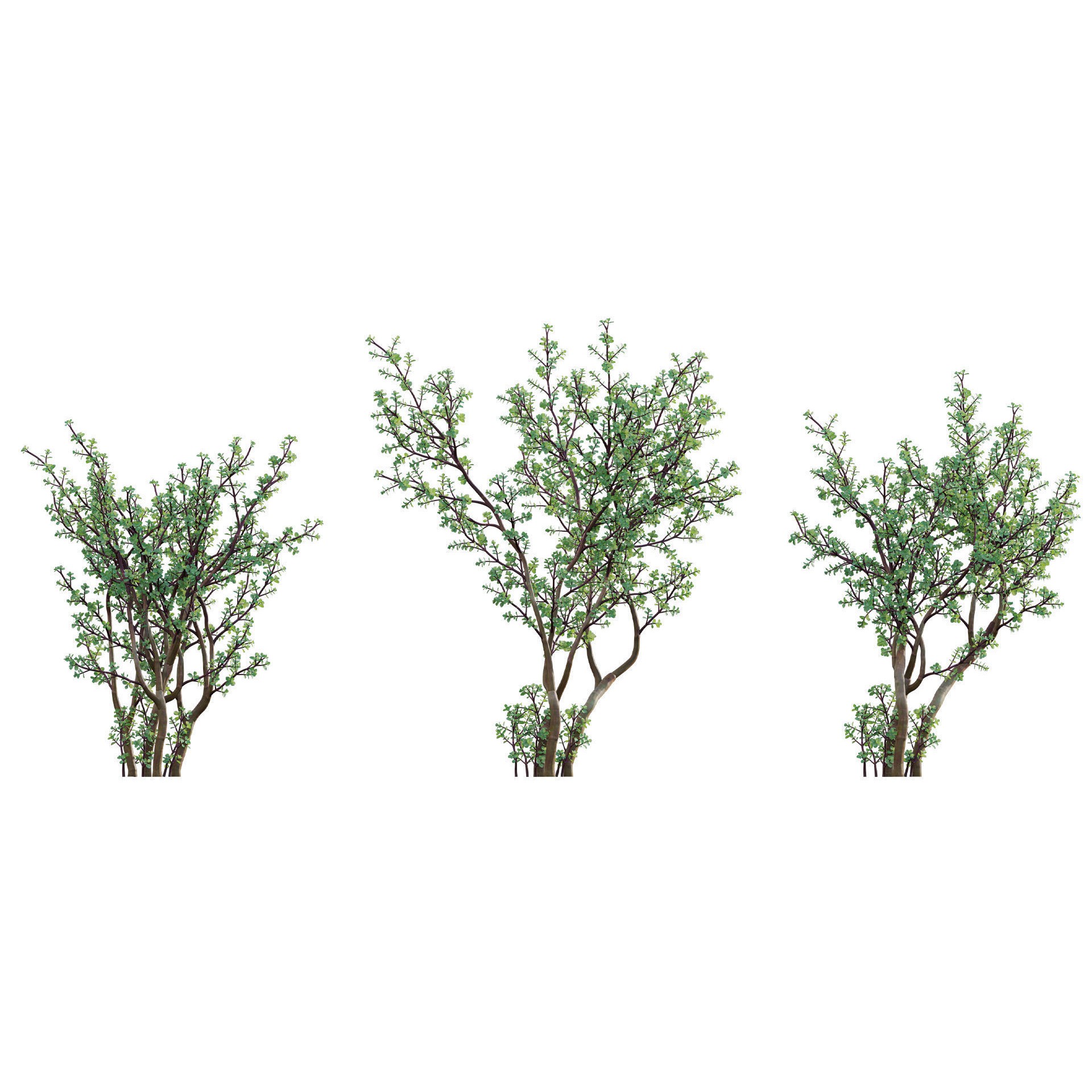 African Plants - Low-Poly Game-Ready 3D Model - View 17