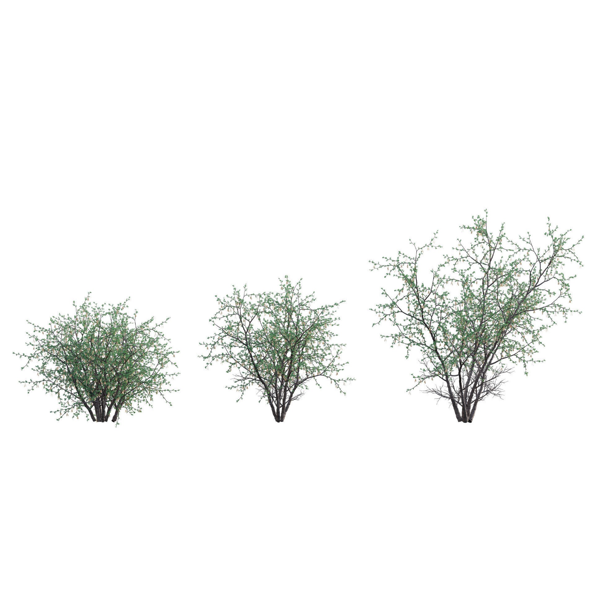 African Plants - Low-Poly Game-Ready 3D Model - View 18