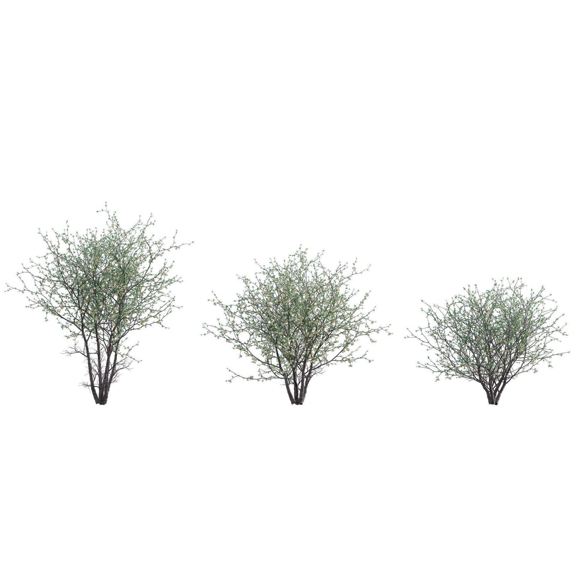 African Plants - Low-Poly Game-Ready 3D Model - View 19
