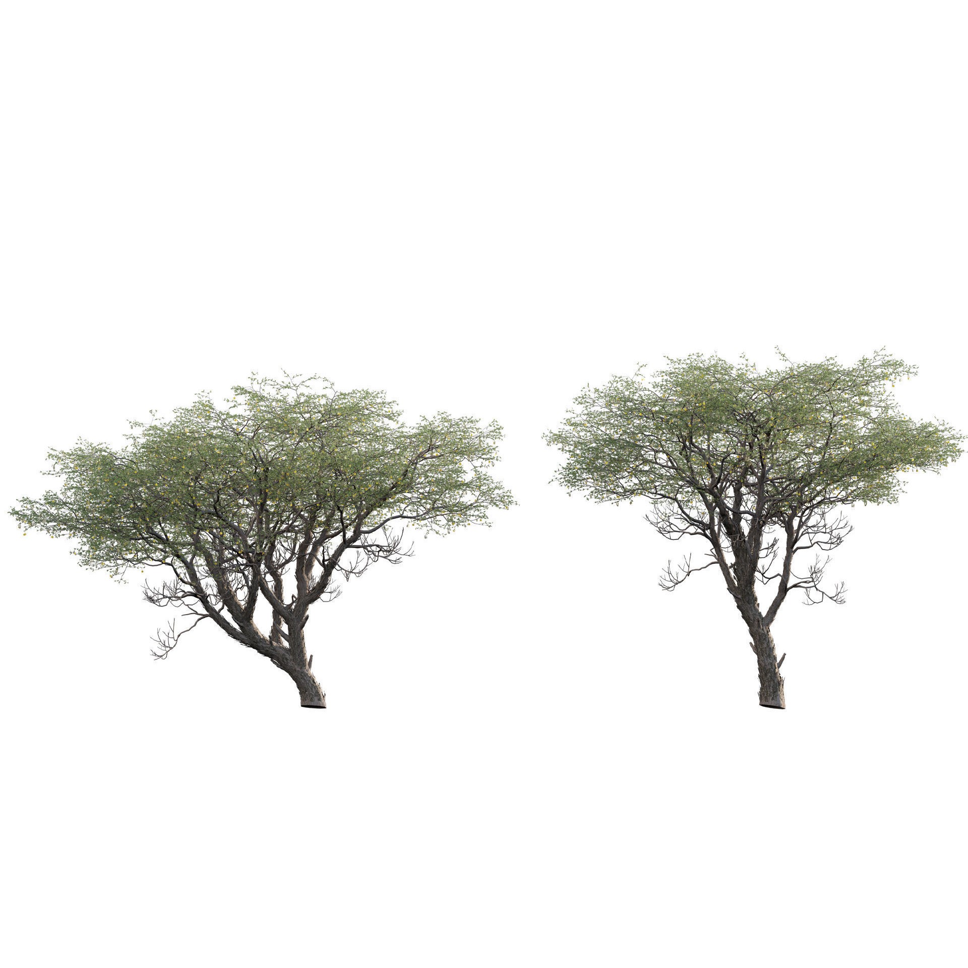 African Plants - Low-Poly Game-Ready 3D Model - View 20