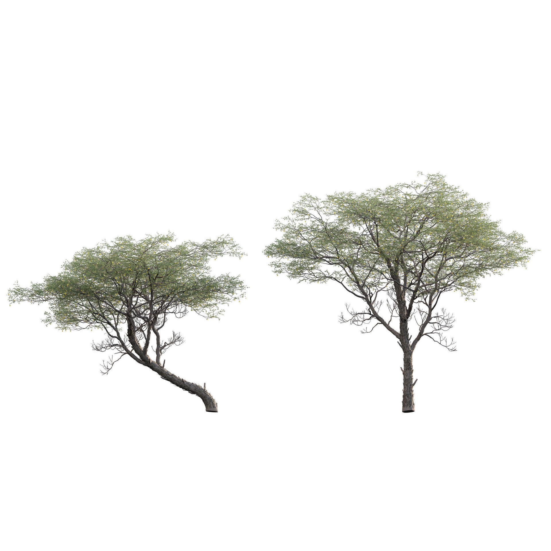 African Plants - Low-Poly Game-Ready 3D Model - View 21