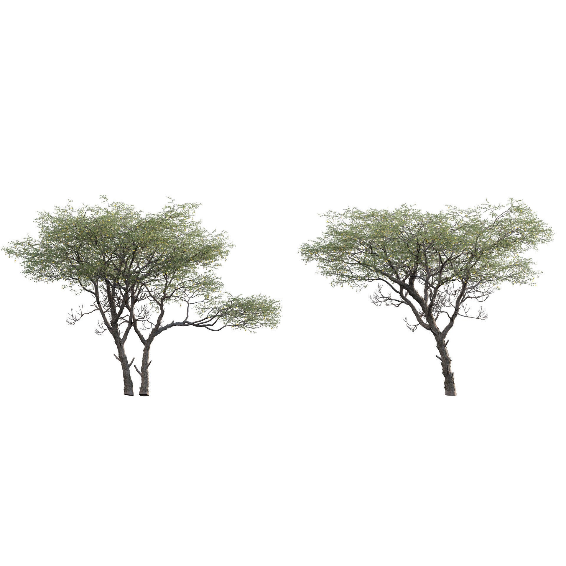 African Plants - Low-Poly Game-Ready 3D Model - View 22