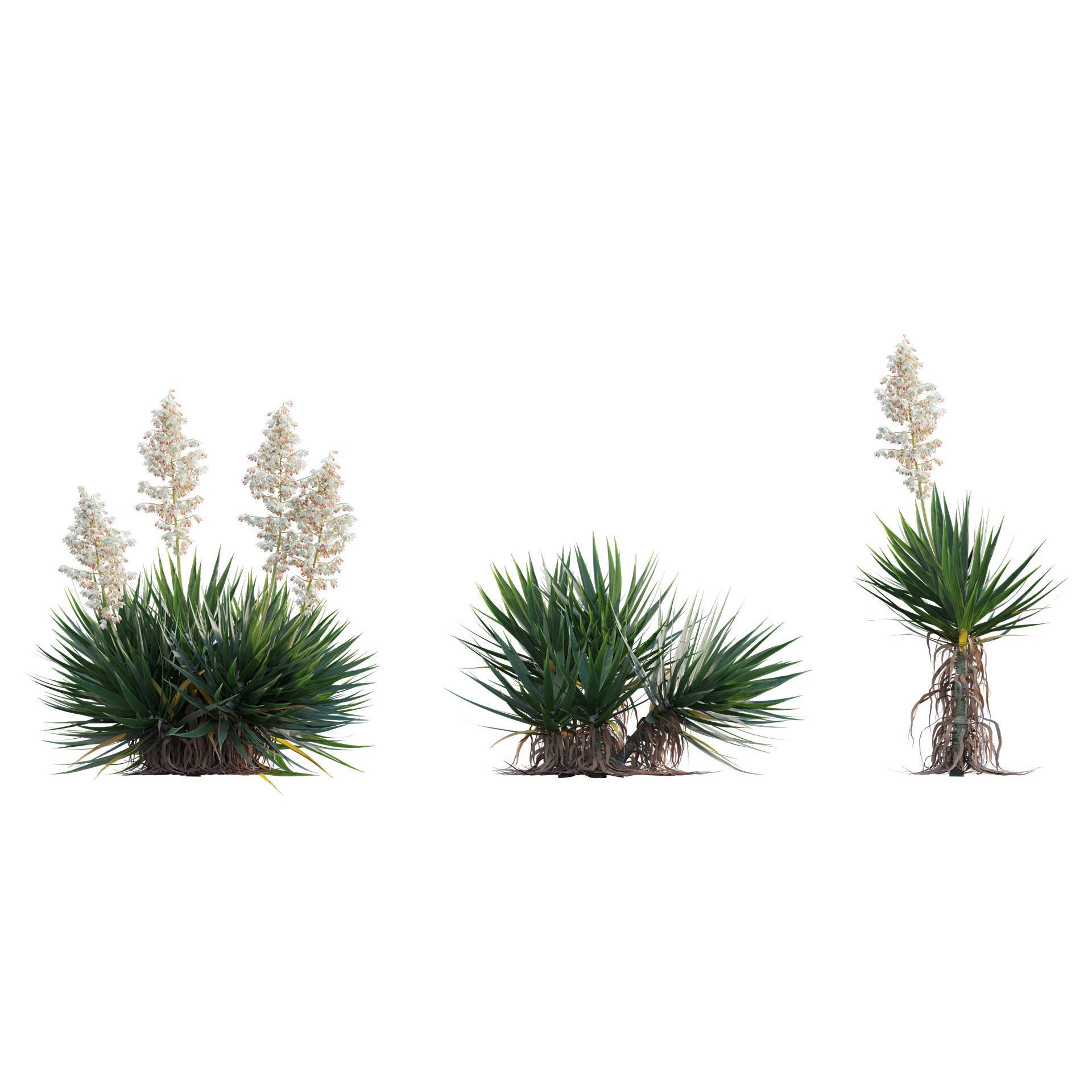 African Plants - Low-Poly Game-Ready 3D Model - View 24