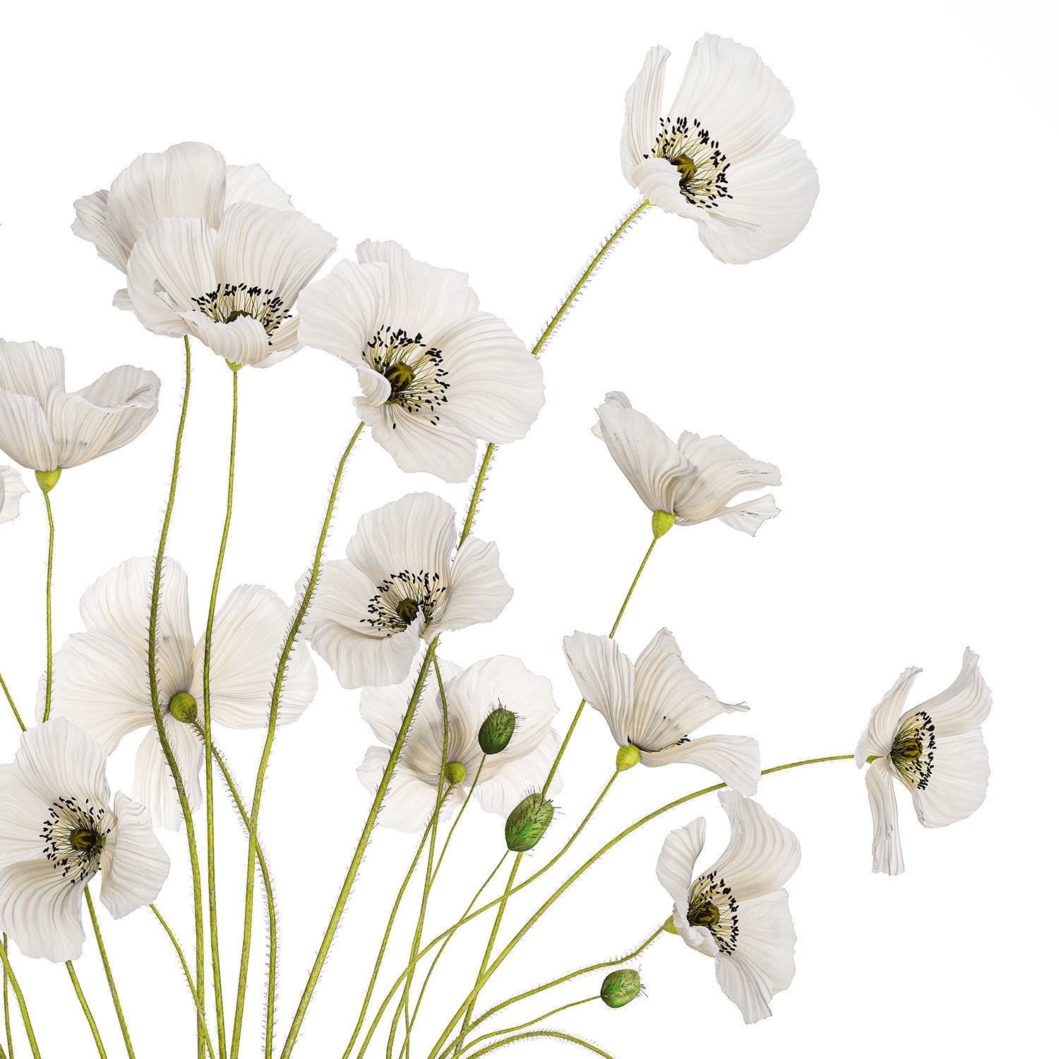 Bouquet of White Wild Flowers - Game-Ready 3D Model - View 11