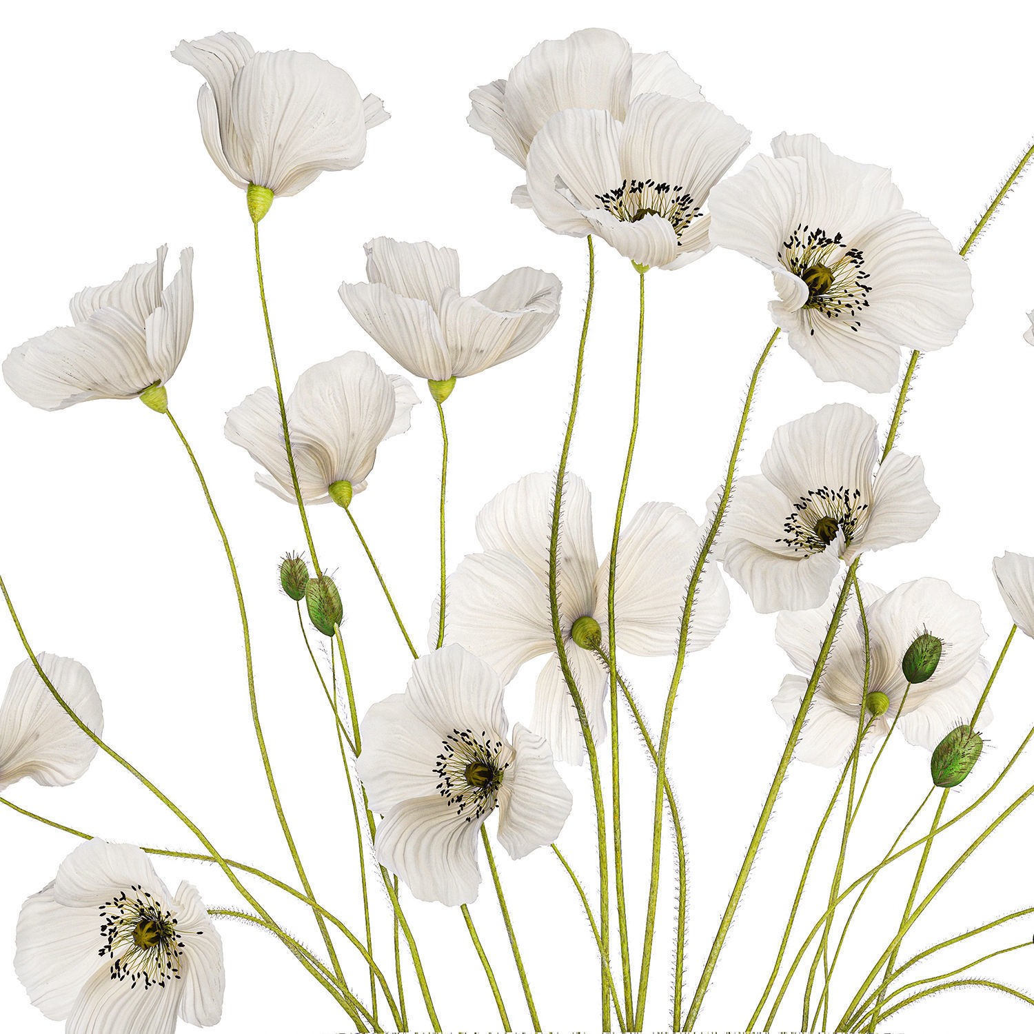Bouquet of White Wild Flowers - Game-Ready 3D Model - View 14
