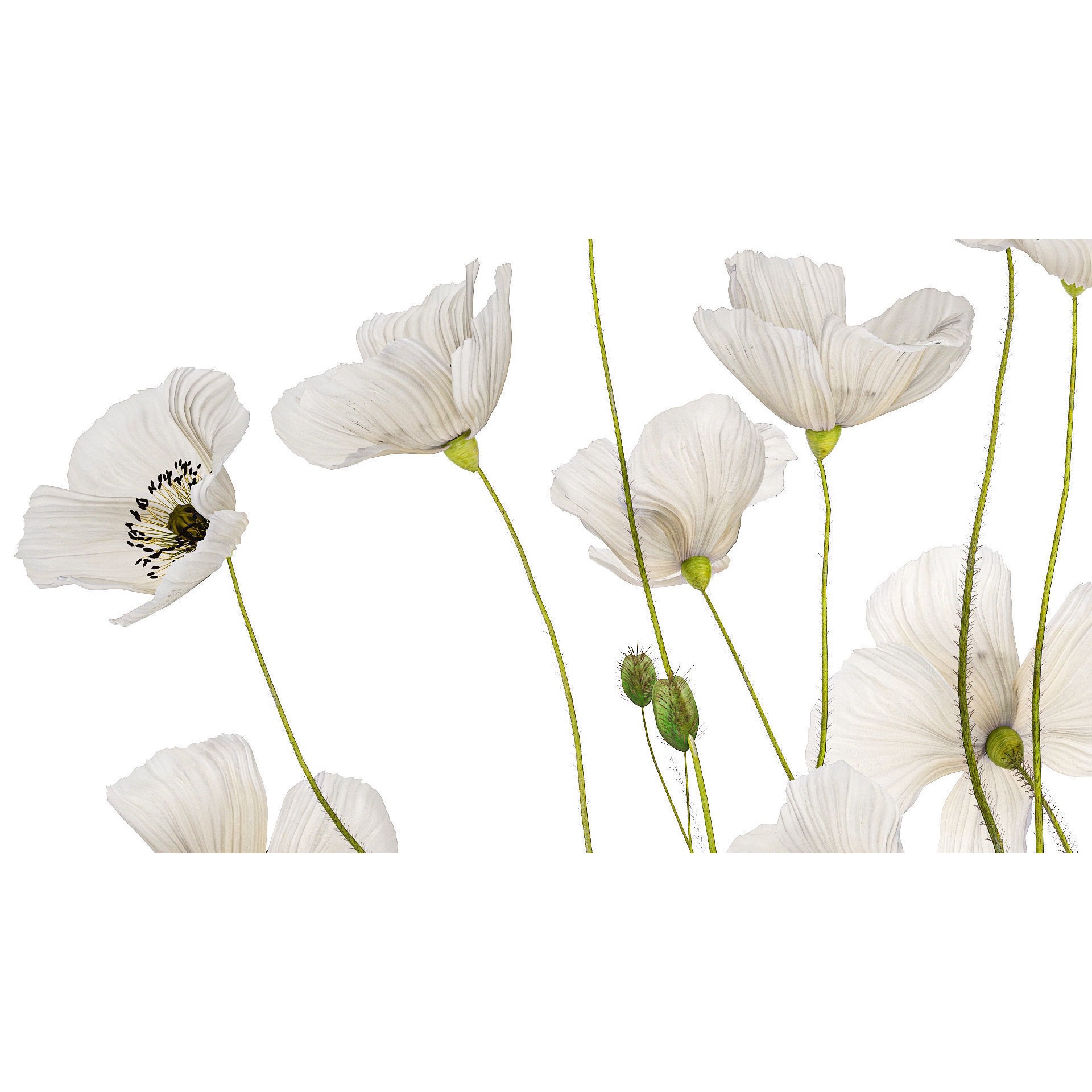 Bouquet of White Wild Flowers - Game-Ready 3D Model - View 5