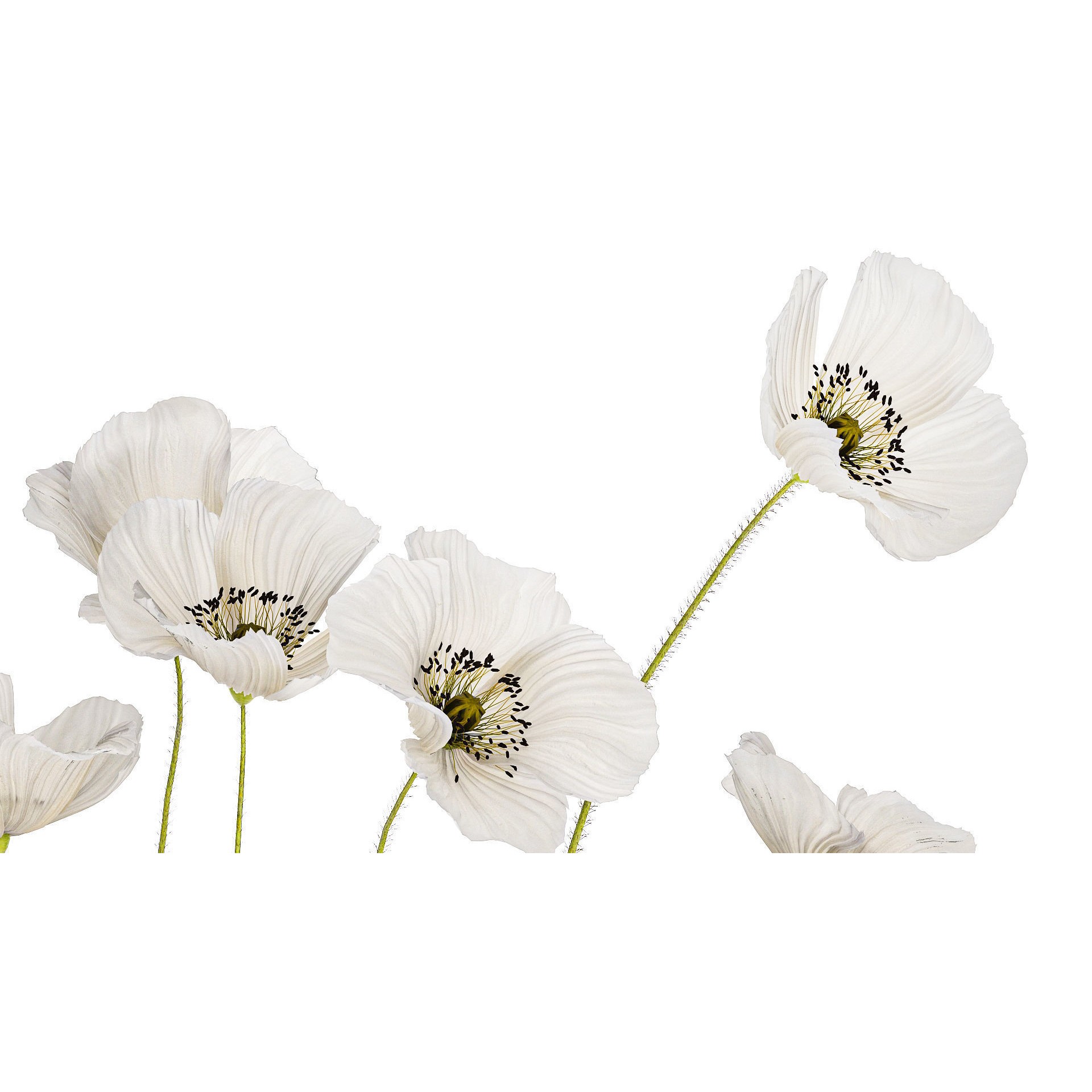 Bouquet of White Wild Flowers - Game-Ready 3D Model - View 7