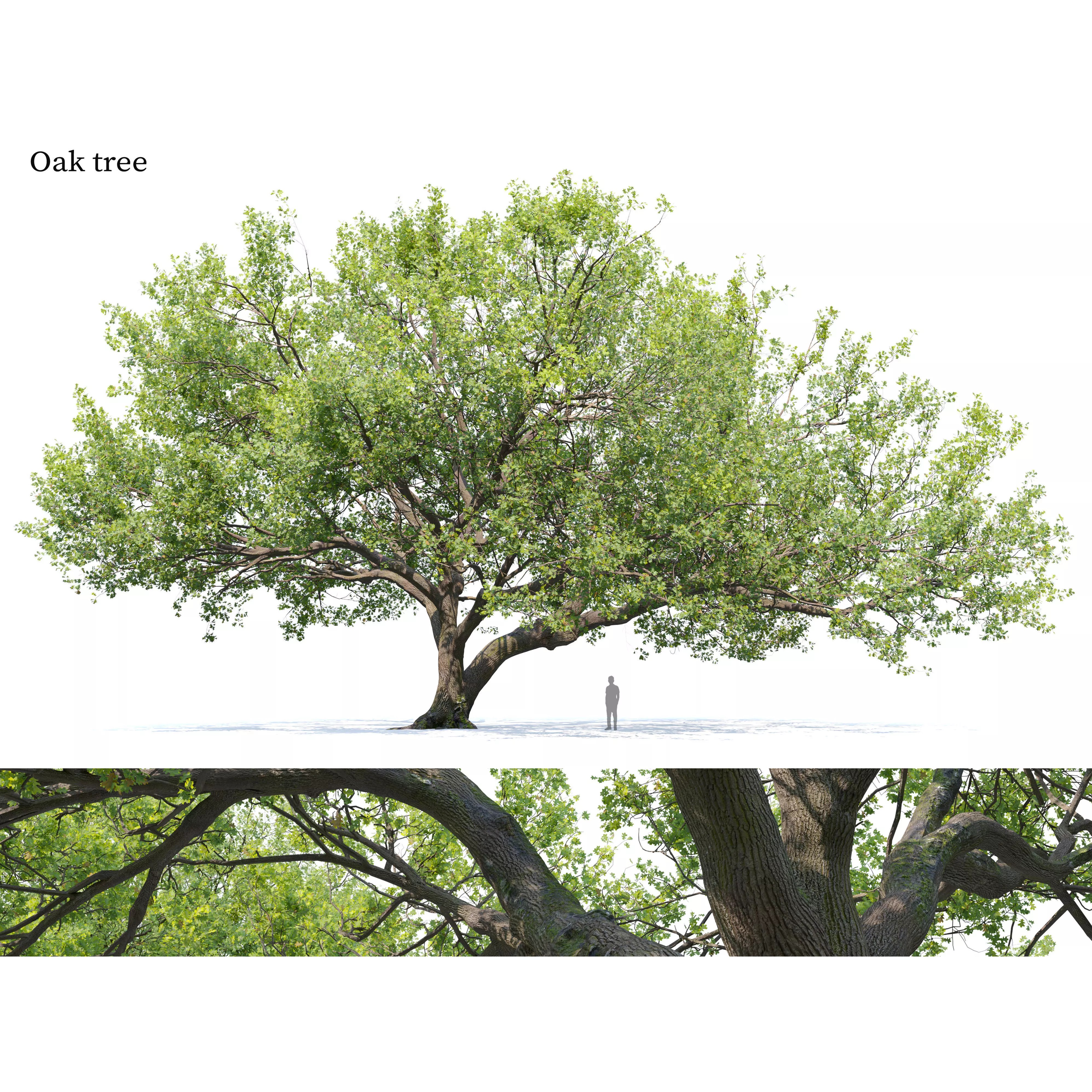 Oak Tree - Game-Ready 3D Model - View 2