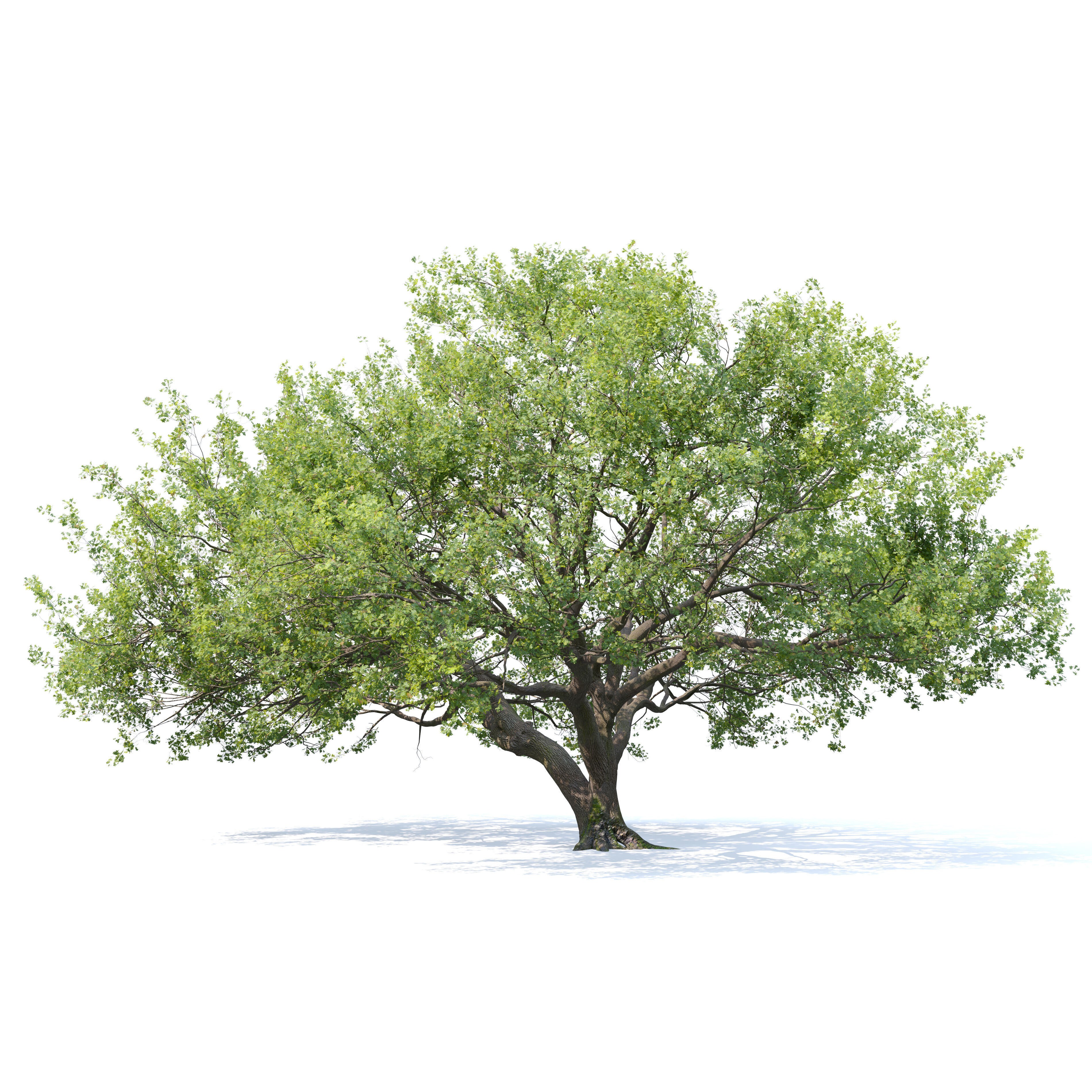 Oak Tree - Game-Ready 3D Model - View 3