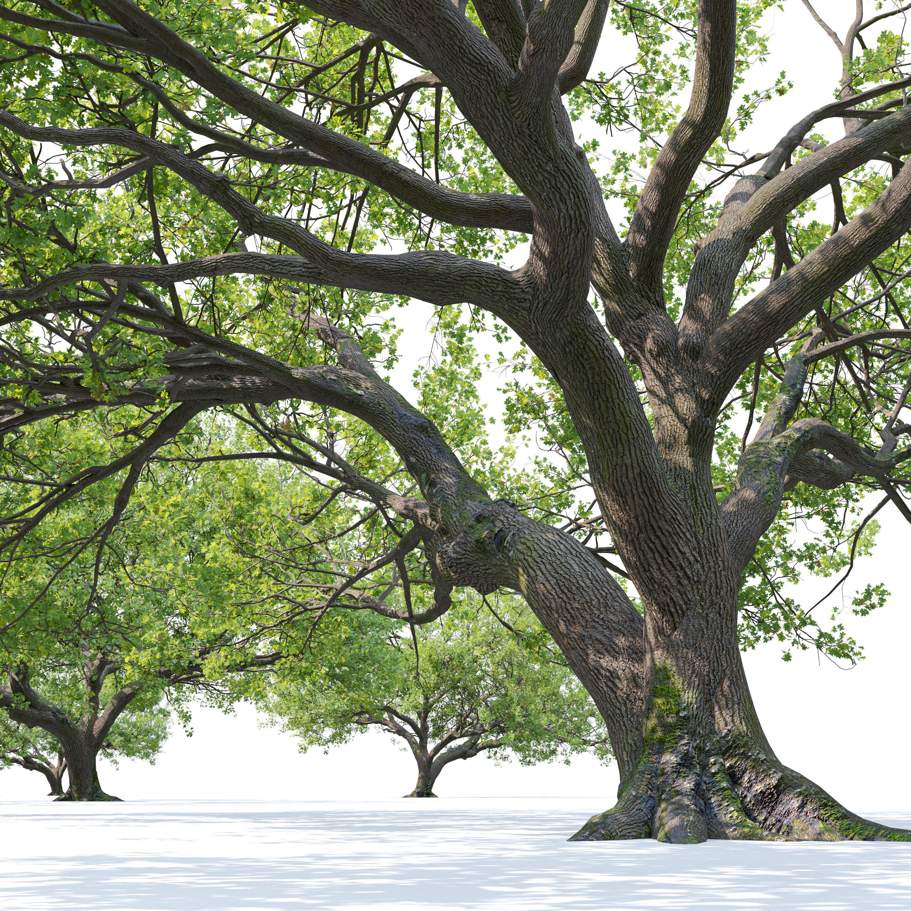 Oak Tree - Game-Ready 3D Model - View 4