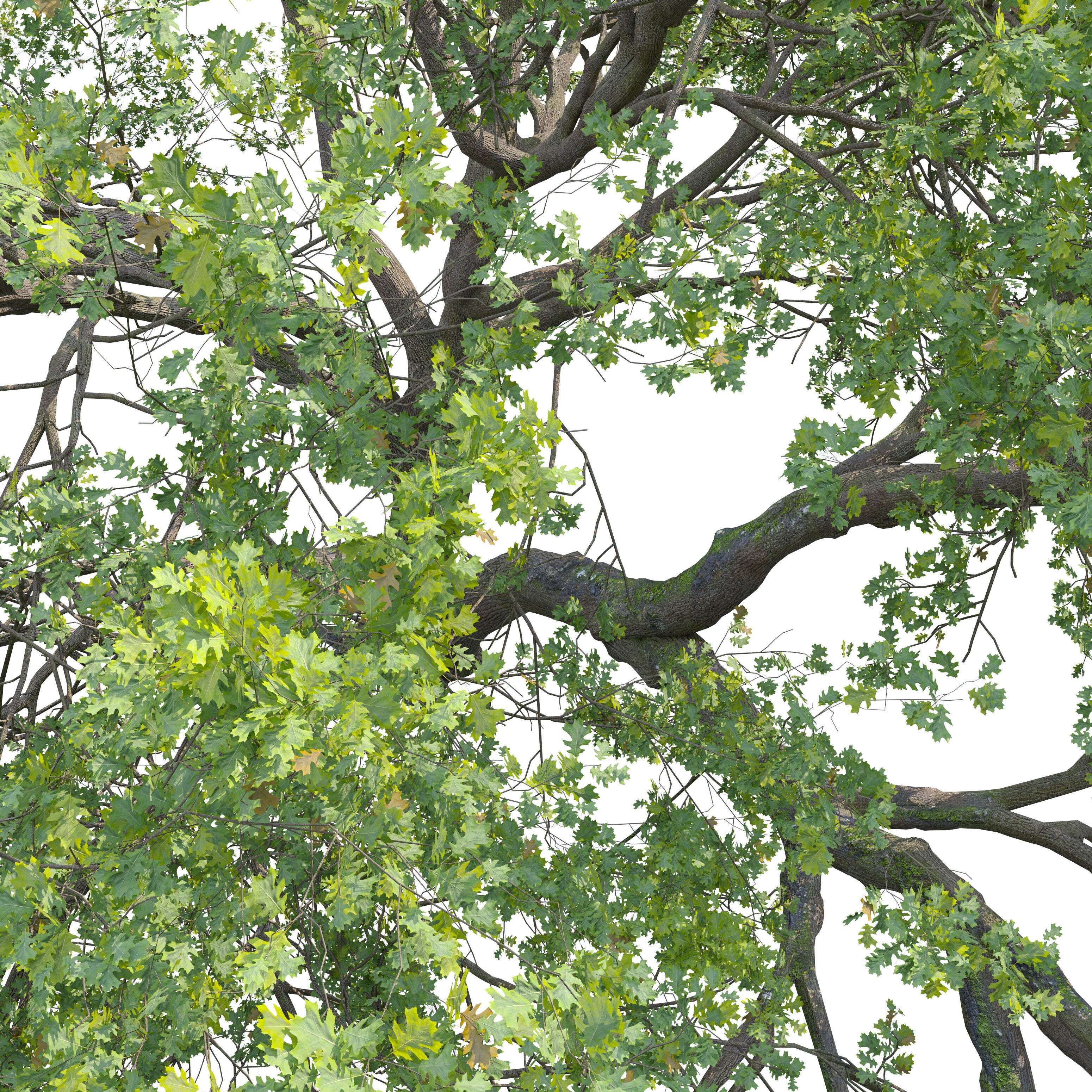 Oak Tree - Game-Ready 3D Model - View 5