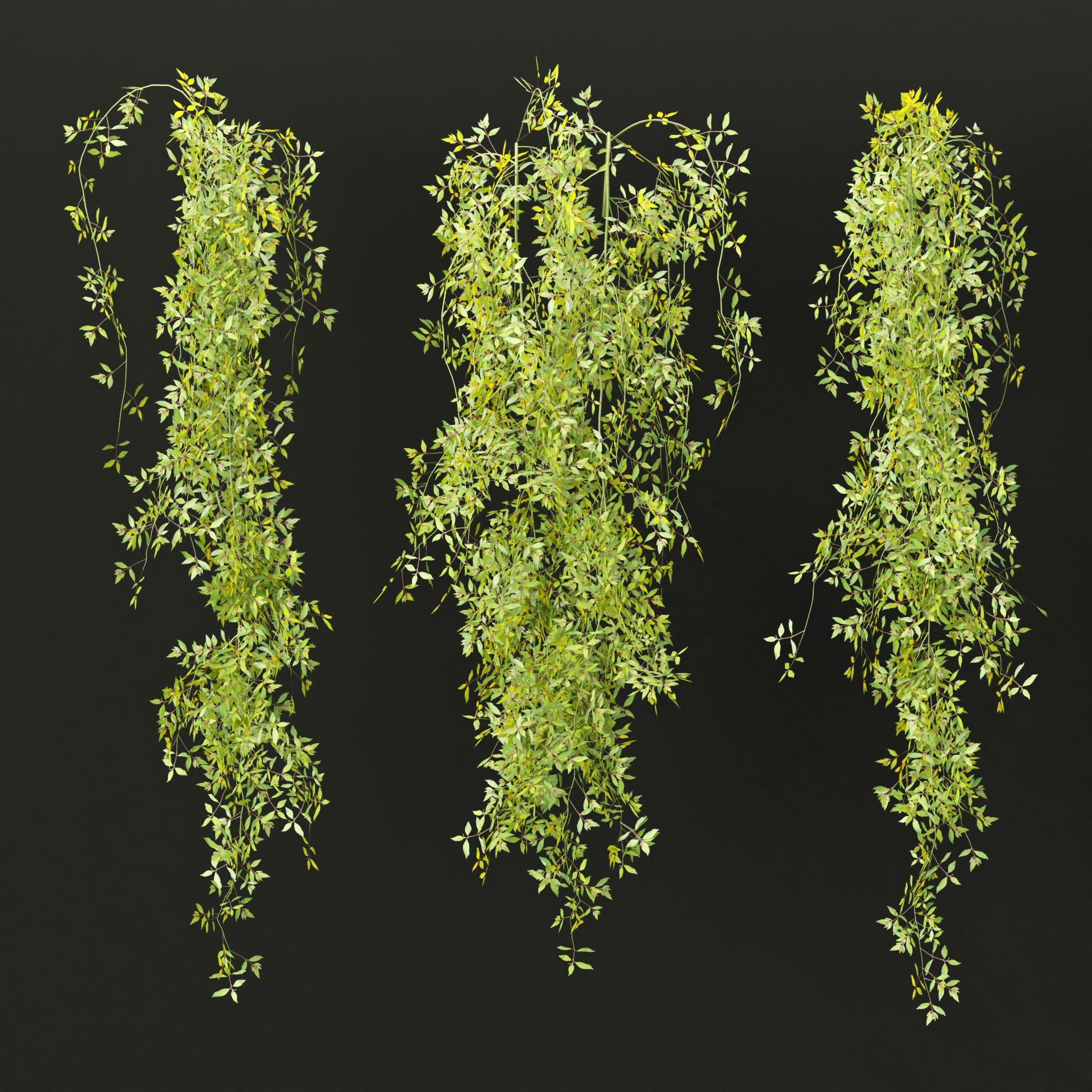 Hanging Plants Collection Vol 248 - Low-Poly 3D Model - View 4