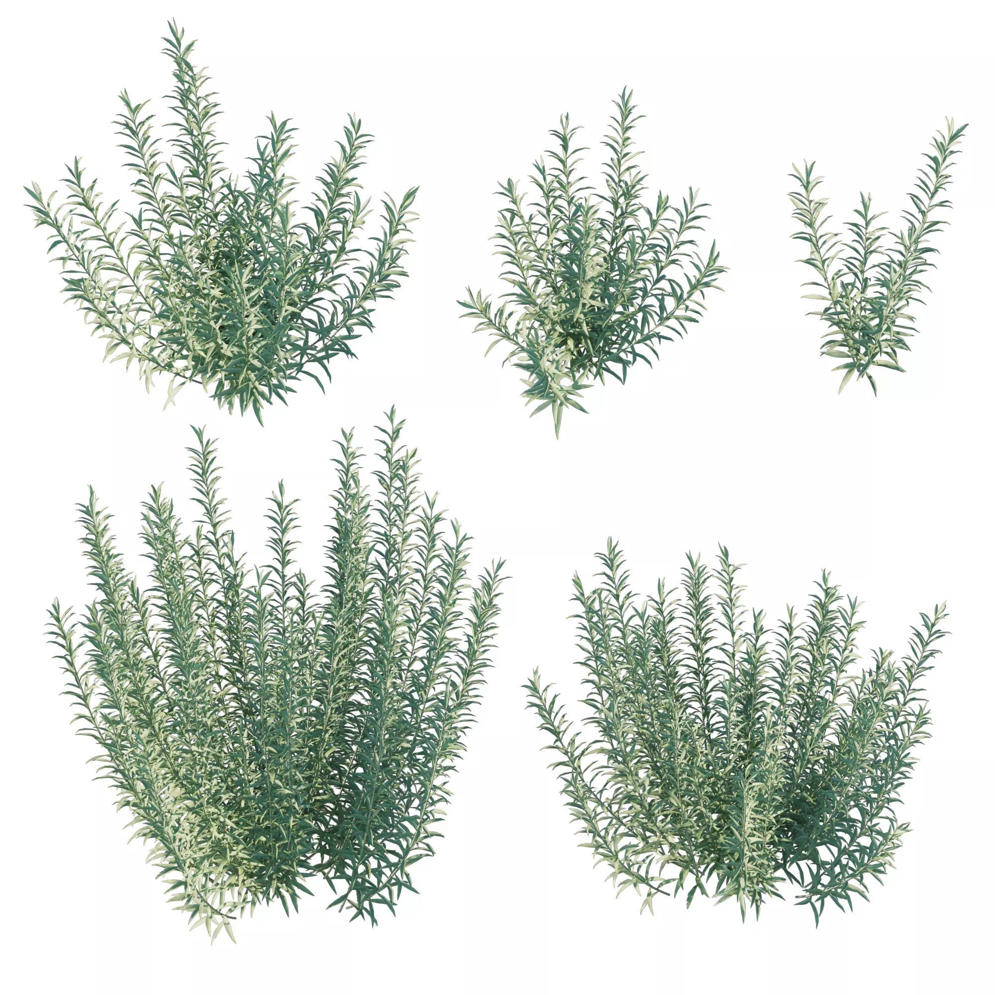 Artemisia Ludoviciana Albula - Low-Poly Game-Ready 3D Model - View 2