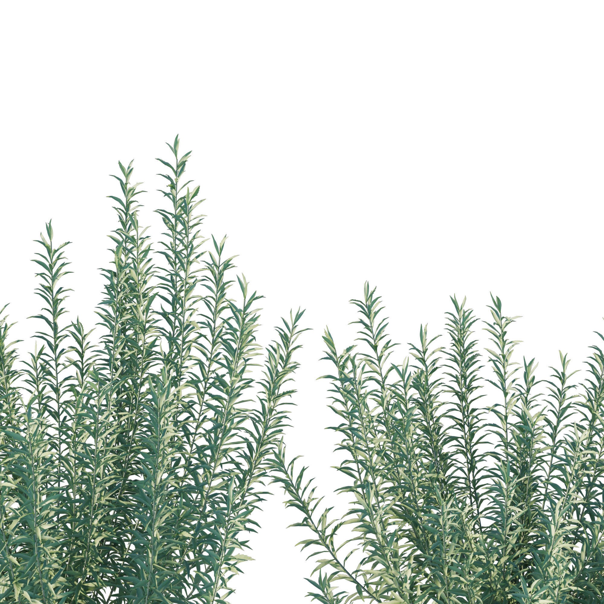 Artemisia Ludoviciana Albula - Low-Poly Game-Ready 3D Model - View 3