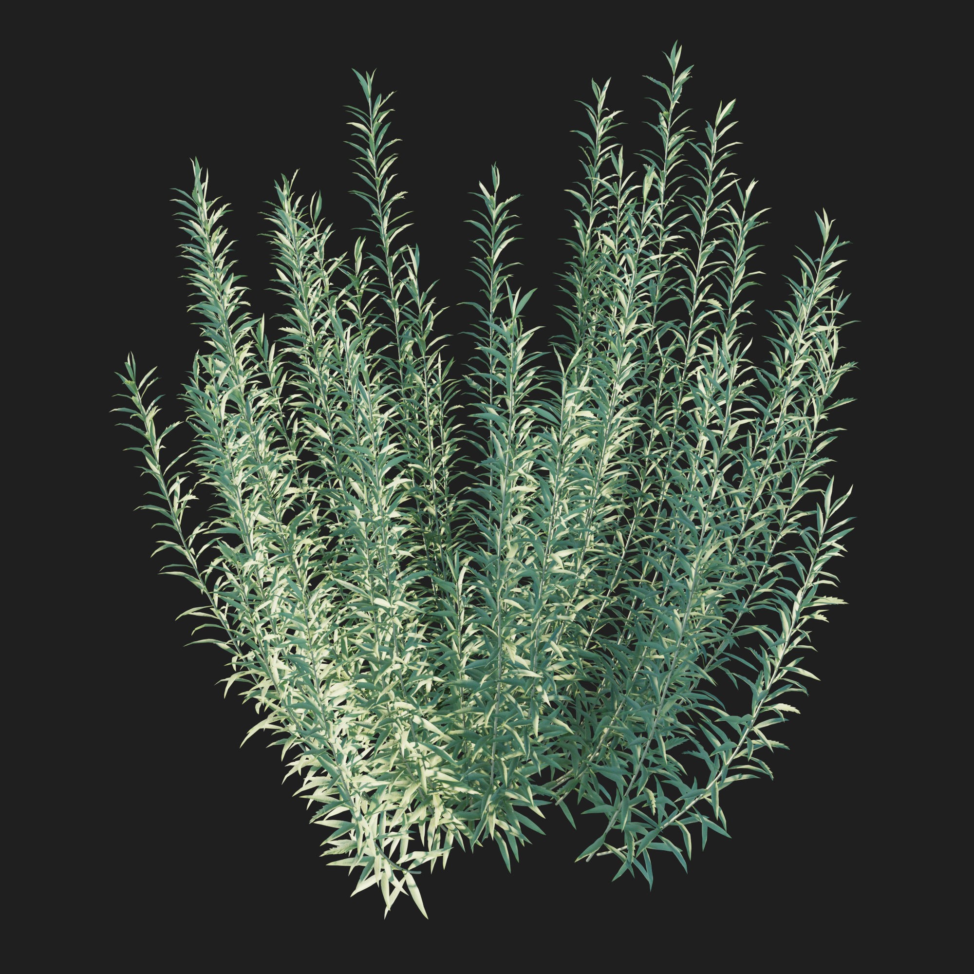 Artemisia Ludoviciana Albula - Low-Poly Game-Ready 3D Model - View 4