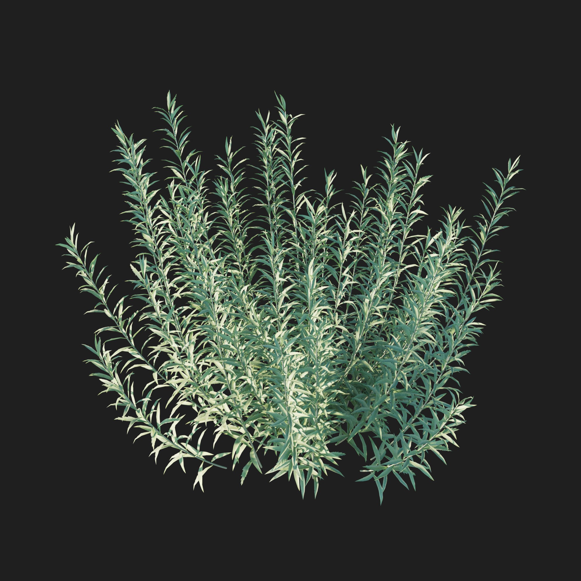 Artemisia Ludoviciana Albula - Low-Poly Game-Ready 3D Model - View 5