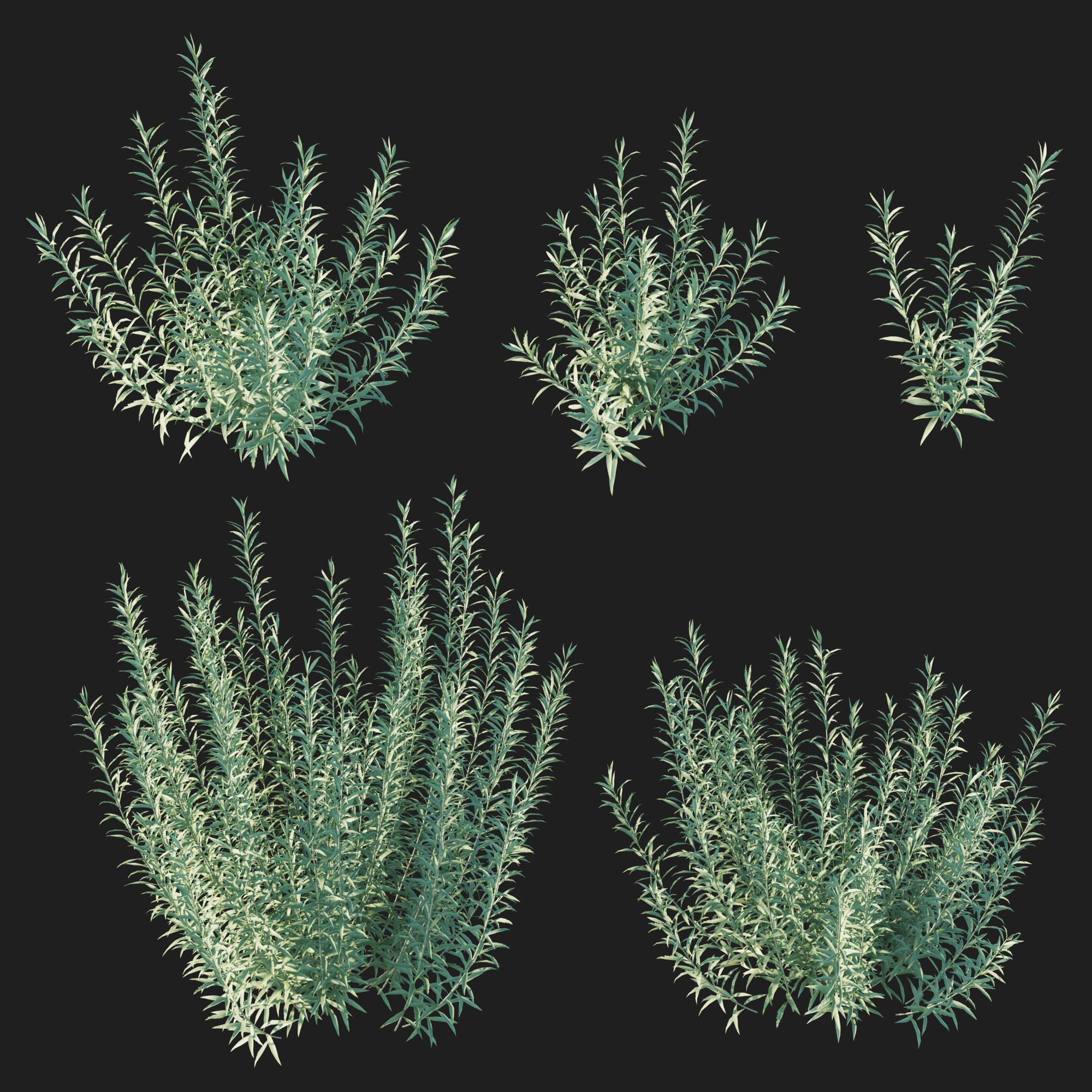 Artemisia Ludoviciana Albula - Low-Poly Game-Ready 3D Model - View 7