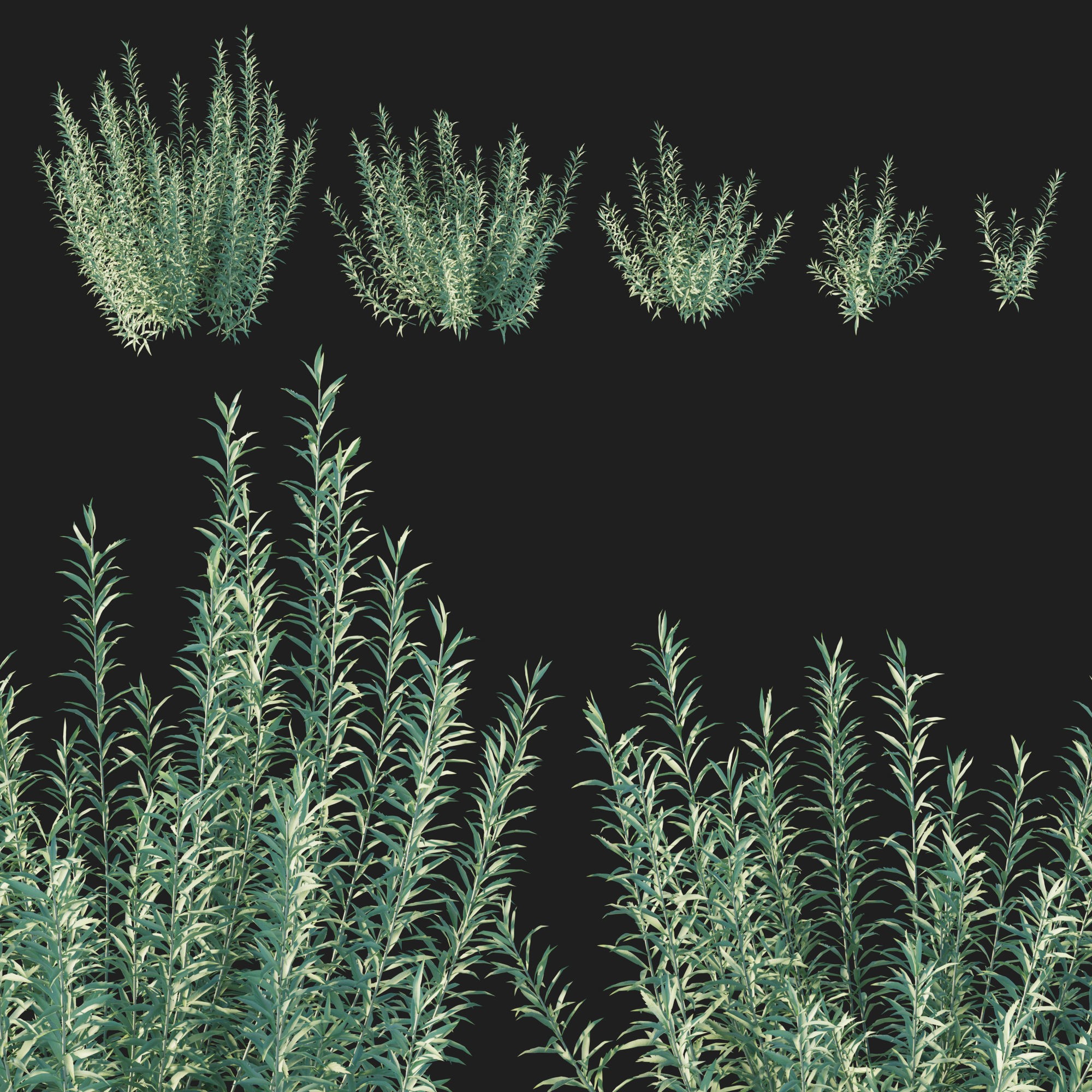 Artemisia Ludoviciana Albula - Low-Poly Game-Ready 3D Model - View 8