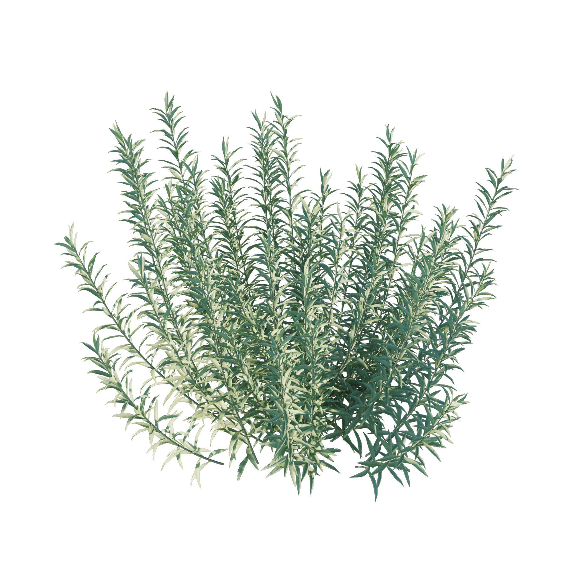 Artemisia Ludoviciana Albula - Low-Poly Game-Ready 3D Model - View 9