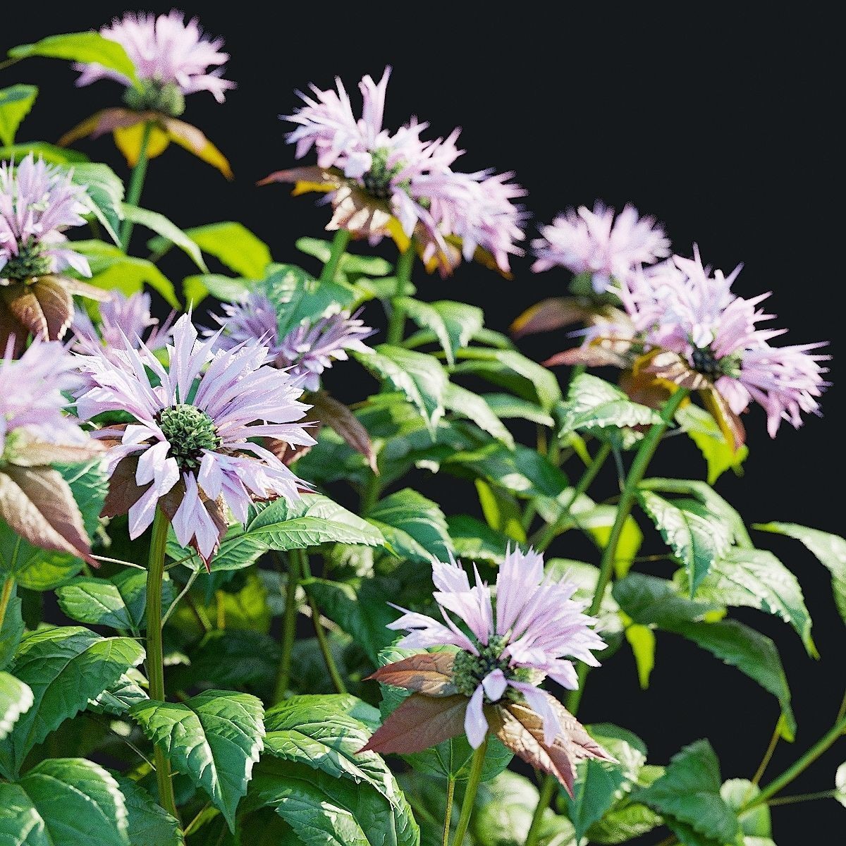 Monarda didyma Ou Charm - PBR Game-Ready 3D Model