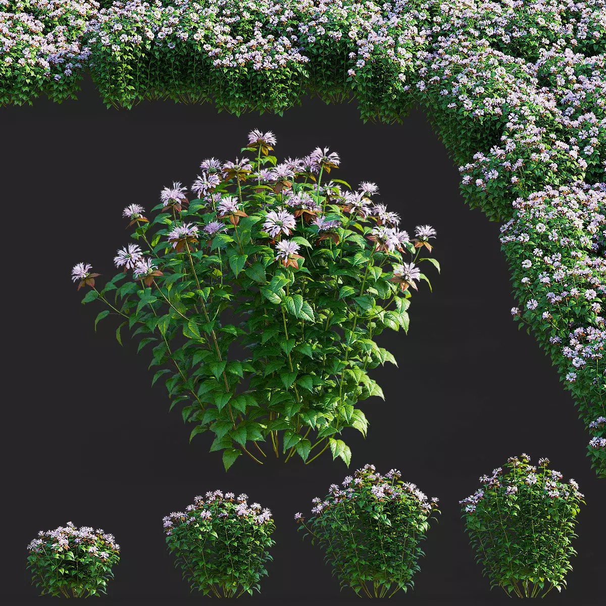Monarda didyma Ou Charm - PBR Game-Ready 3D Model - View 2