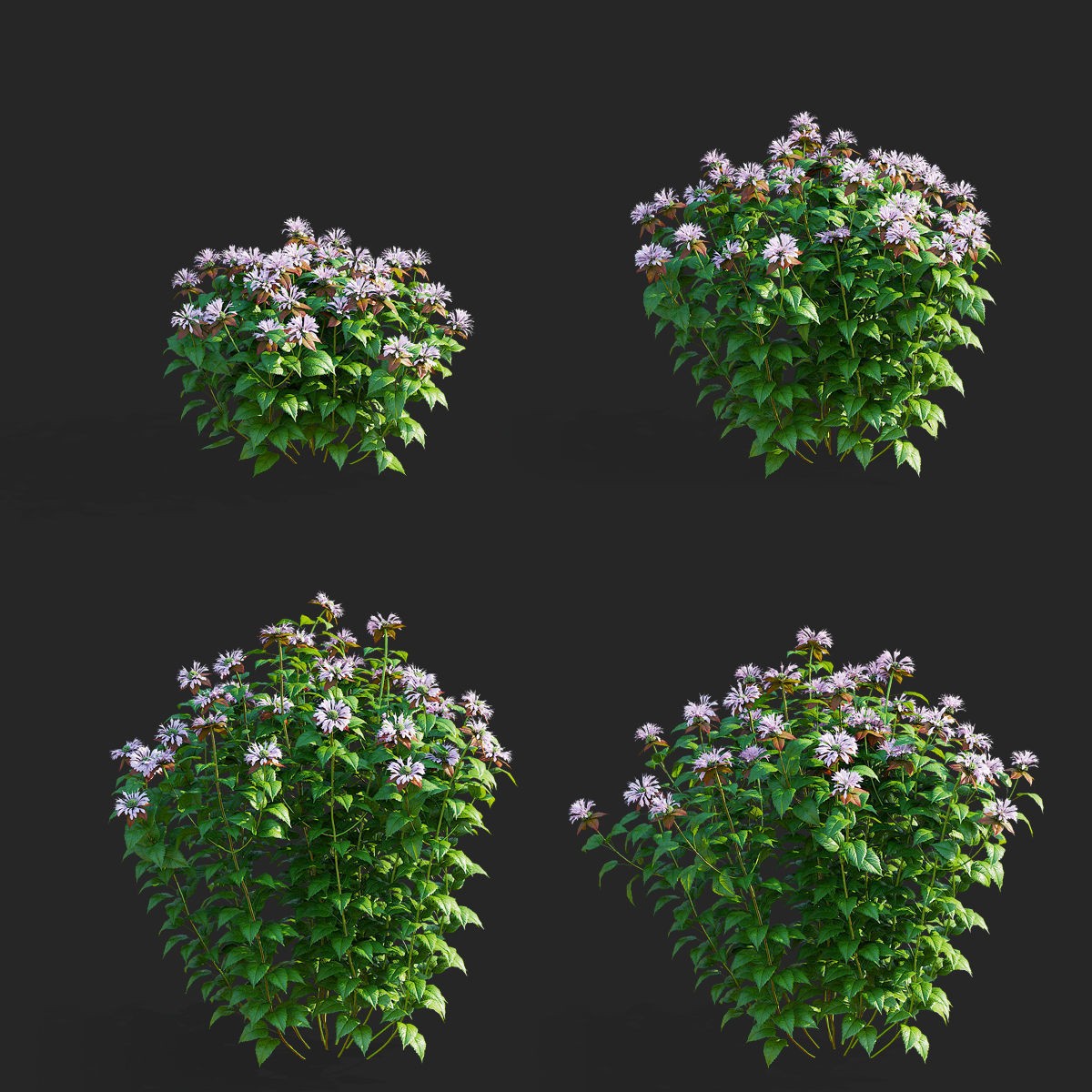 Monarda didyma Ou Charm - PBR Game-Ready 3D Model - View 3