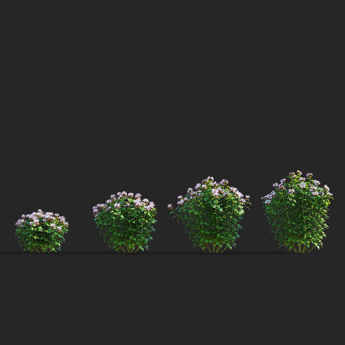 Monarda didyma Ou Charm - PBR Game-Ready 3D Model - View 4