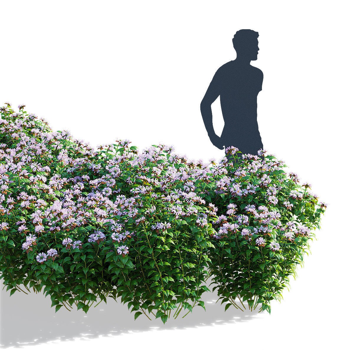 Monarda didyma Ou Charm - PBR Game-Ready 3D Model - View 5