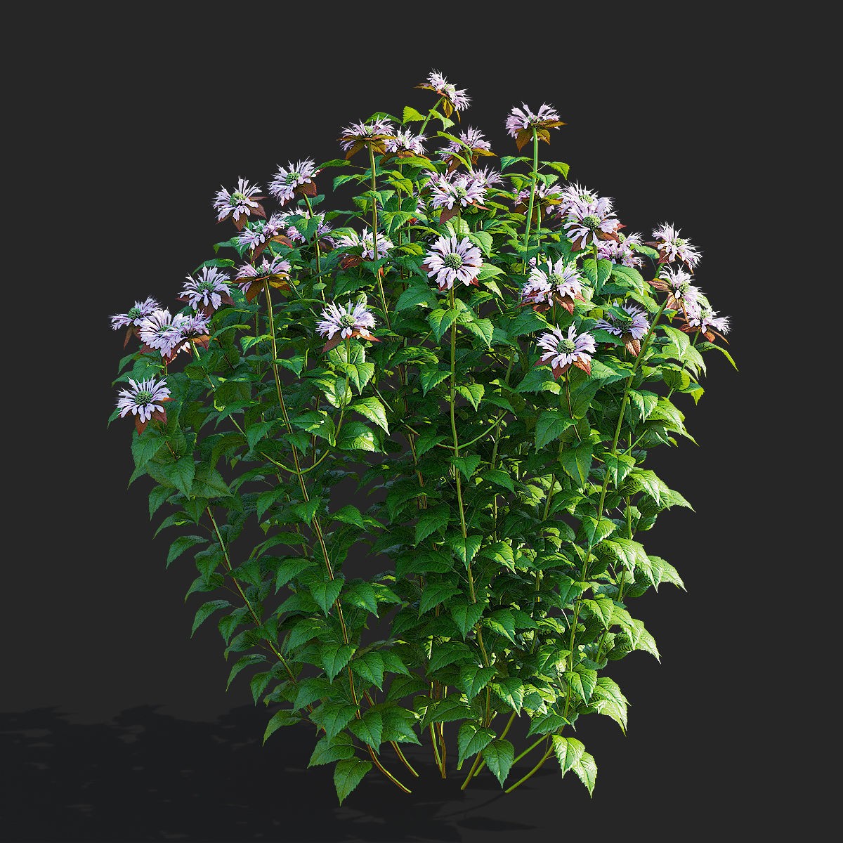 Monarda didyma Ou Charm - PBR Game-Ready 3D Model - View 6