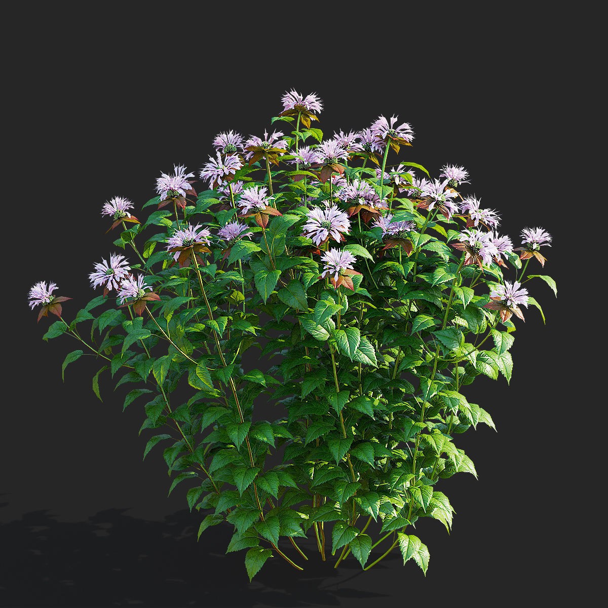 Monarda didyma Ou Charm - PBR Game-Ready 3D Model - View 7