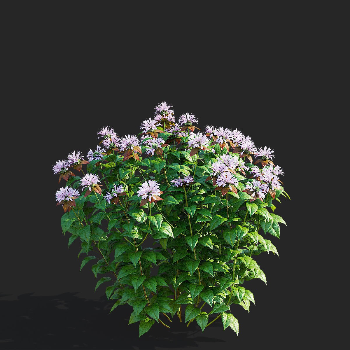 Monarda didyma Ou Charm - PBR Game-Ready 3D Model - View 8