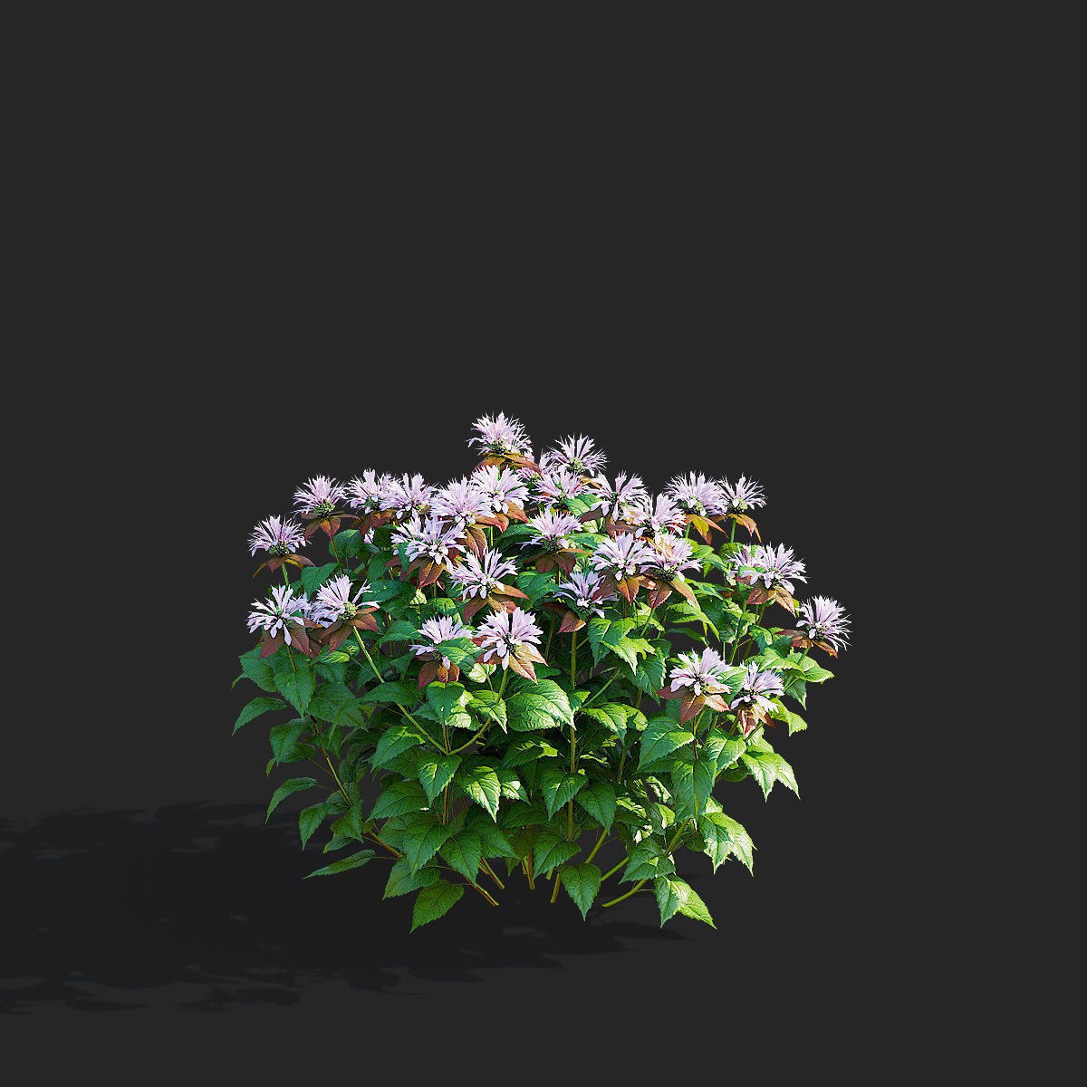 Monarda didyma Ou Charm - PBR Game-Ready 3D Model - View 9