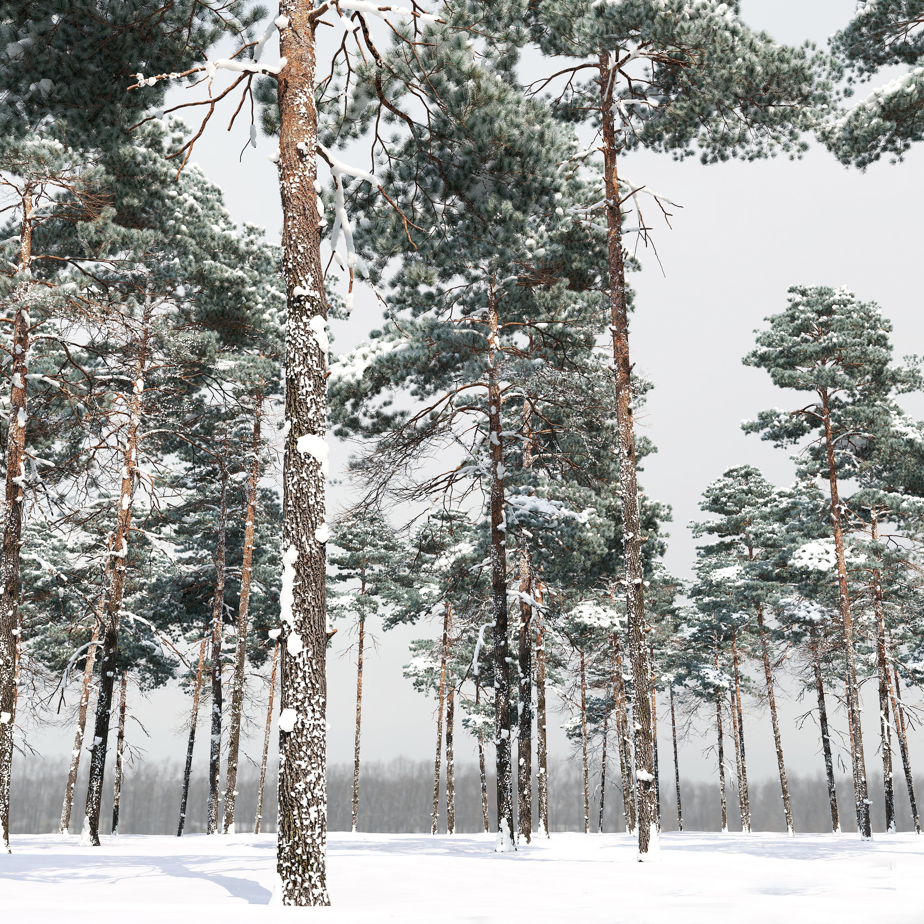 Winter Pinus Sylvestris - Game-Ready 3D Model - View 3