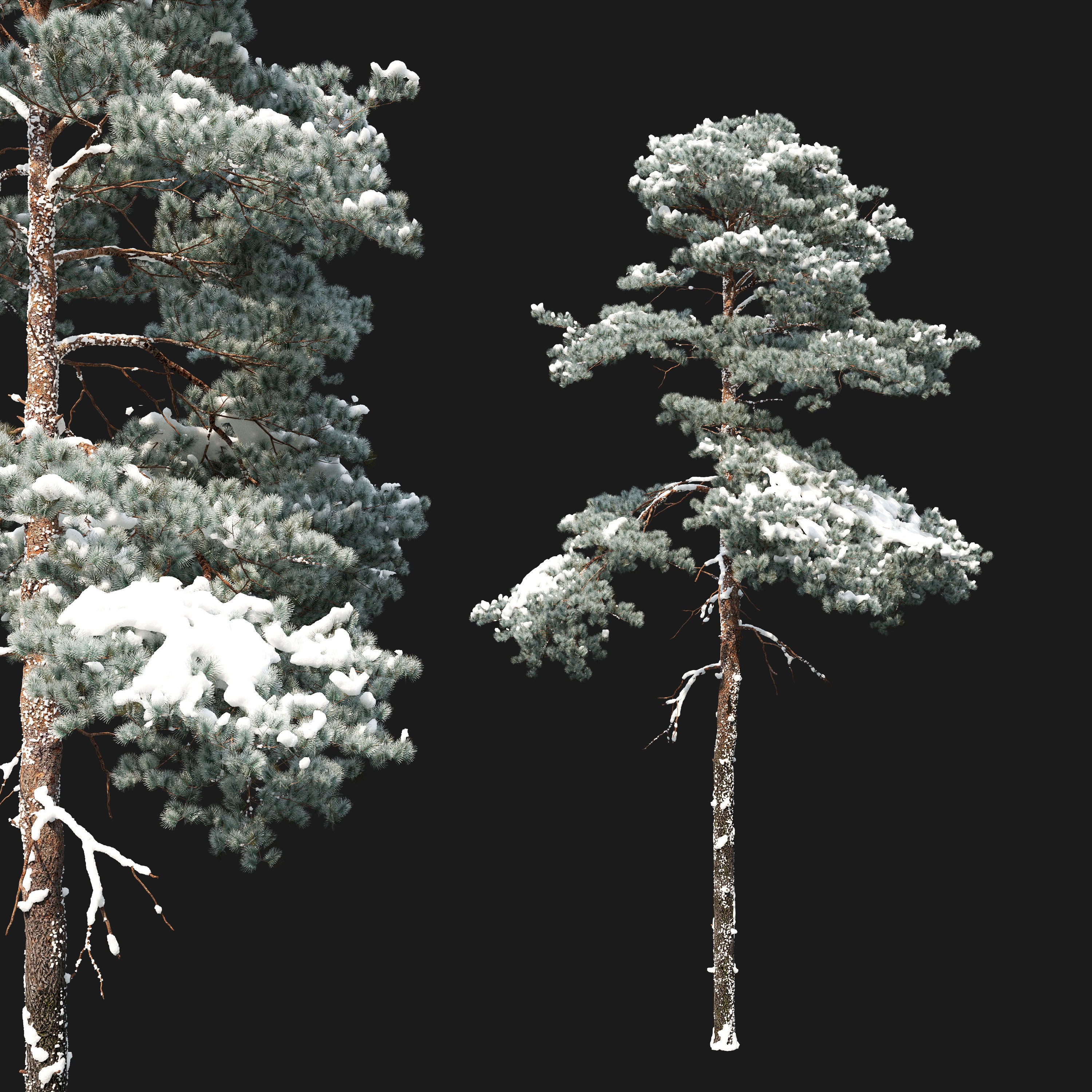 Winter Pinus Sylvestris - Game-Ready 3D Model - View 4