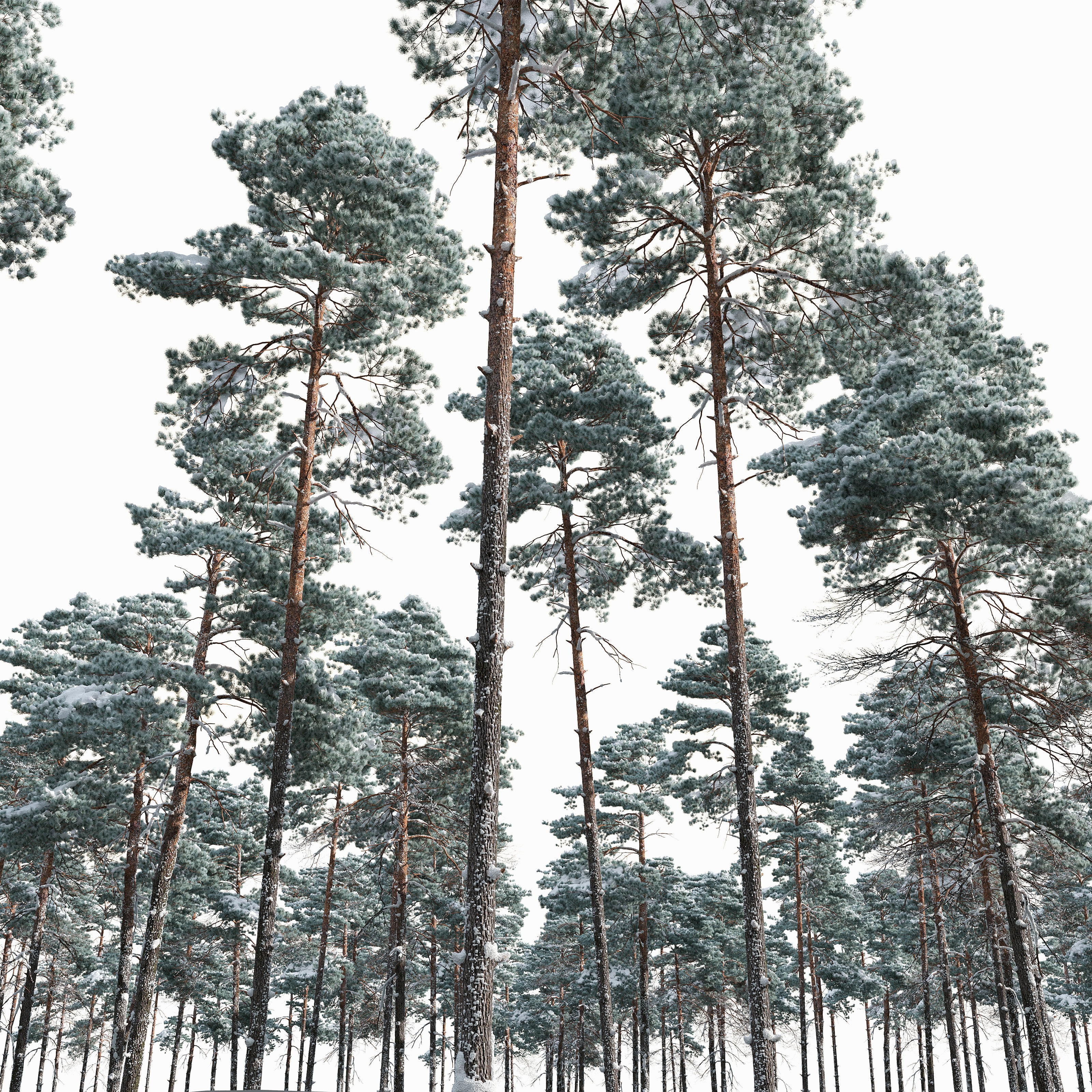 Winter Pinus Sylvestris - Game-Ready 3D Model - View 5