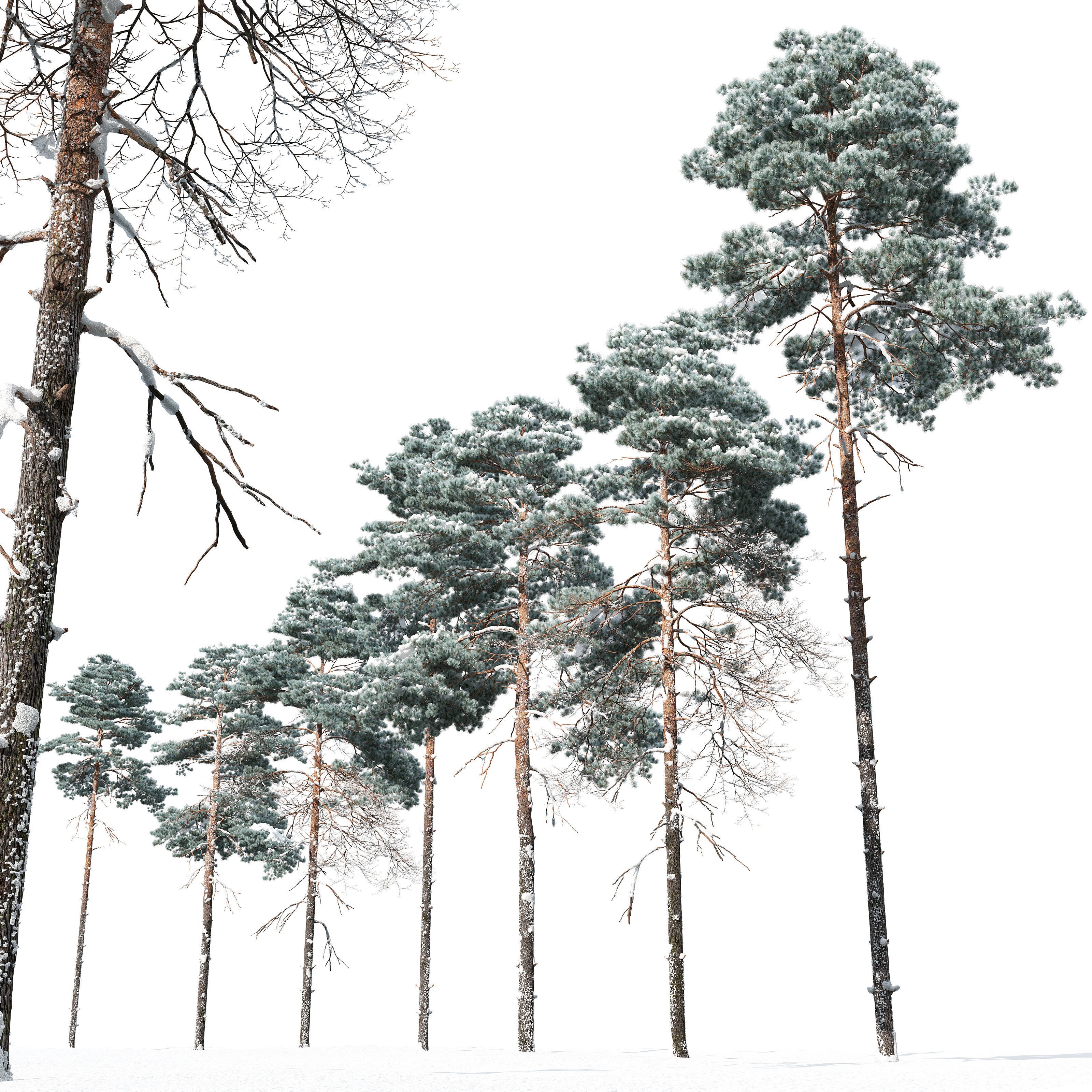 Winter Pinus Sylvestris - Game-Ready 3D Model - View 6
