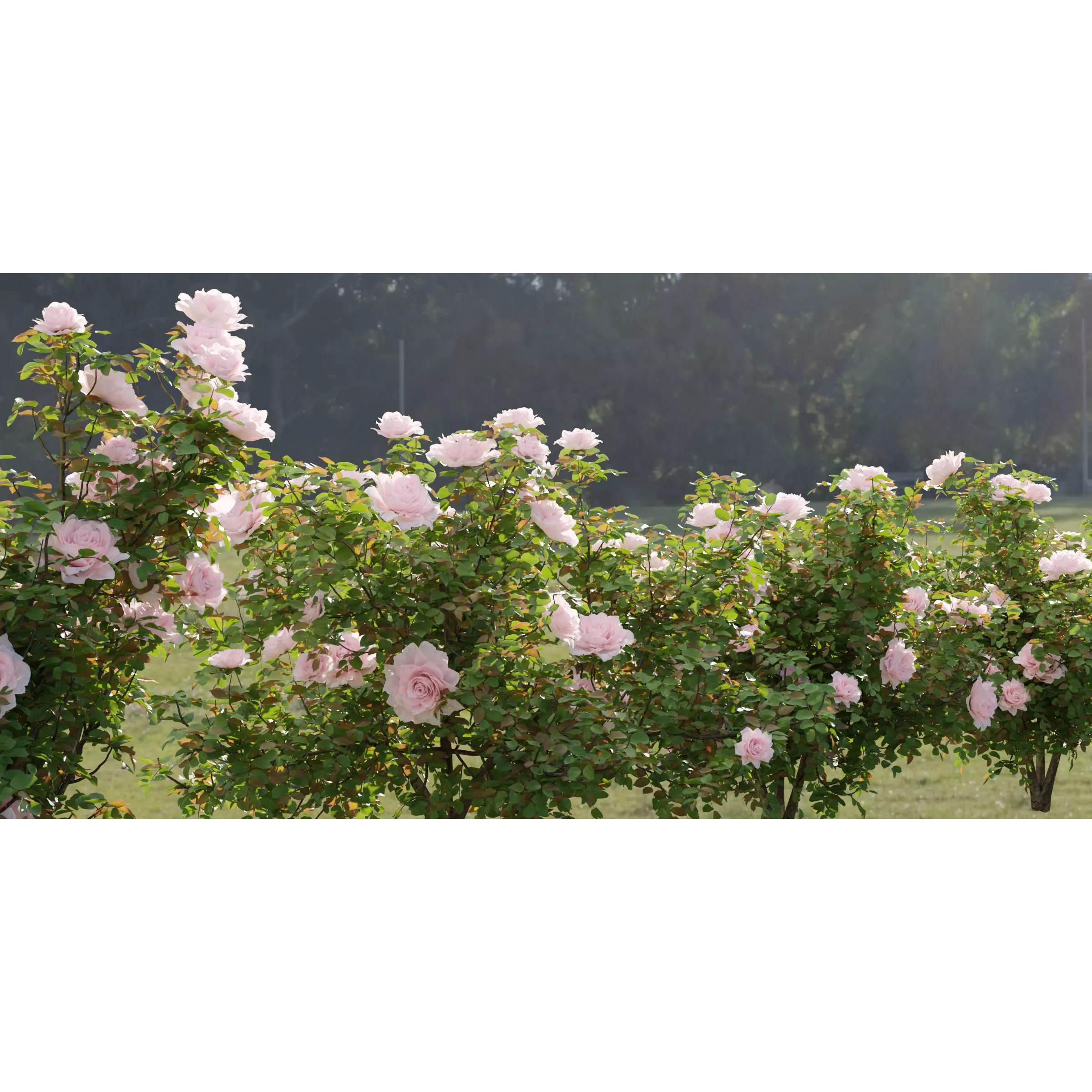 Rose Bushes Collection Vol 74 - PBR Game-Ready 3D Model - View 2