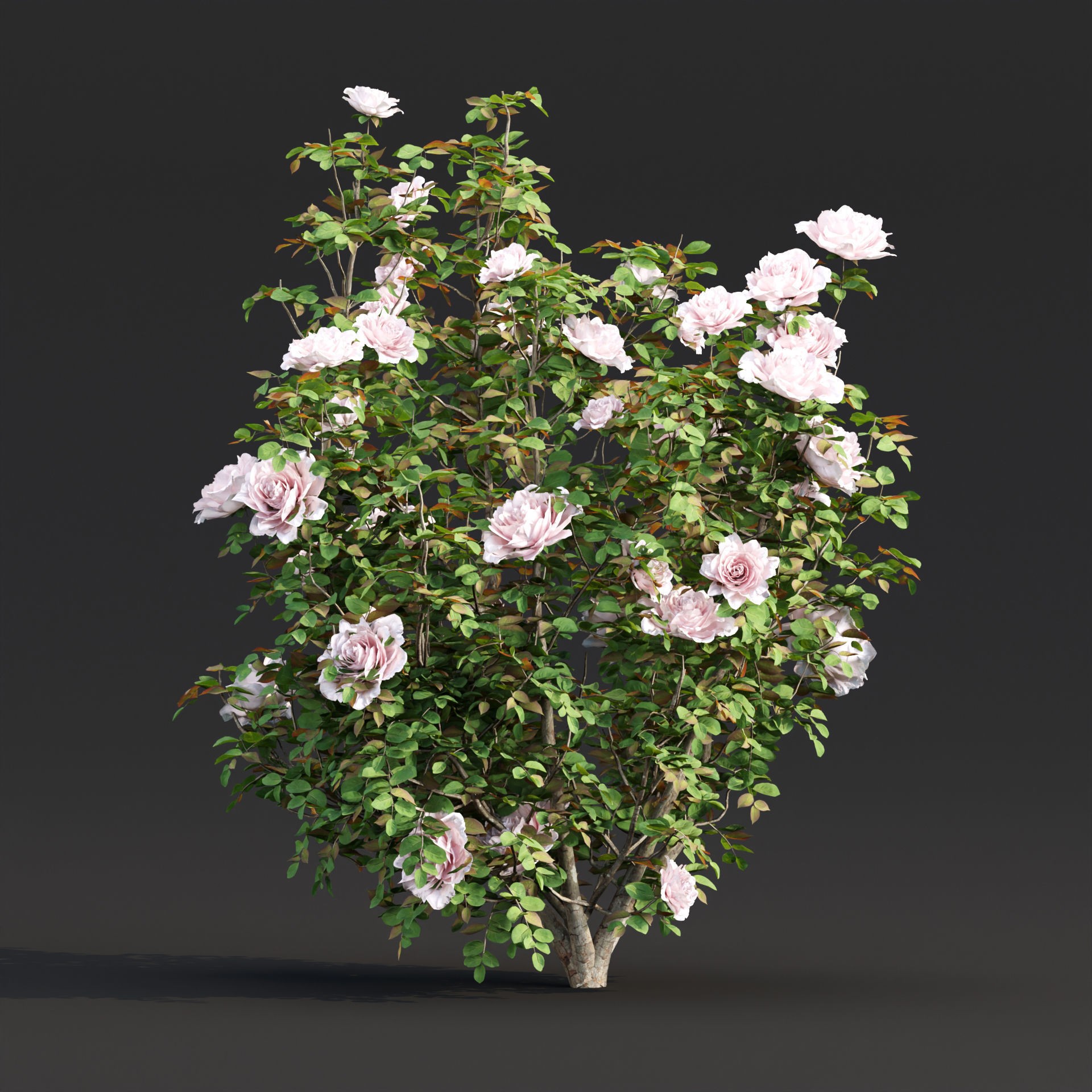 Rose Bushes Collection Vol 74 - PBR Game-Ready 3D Model - View 7