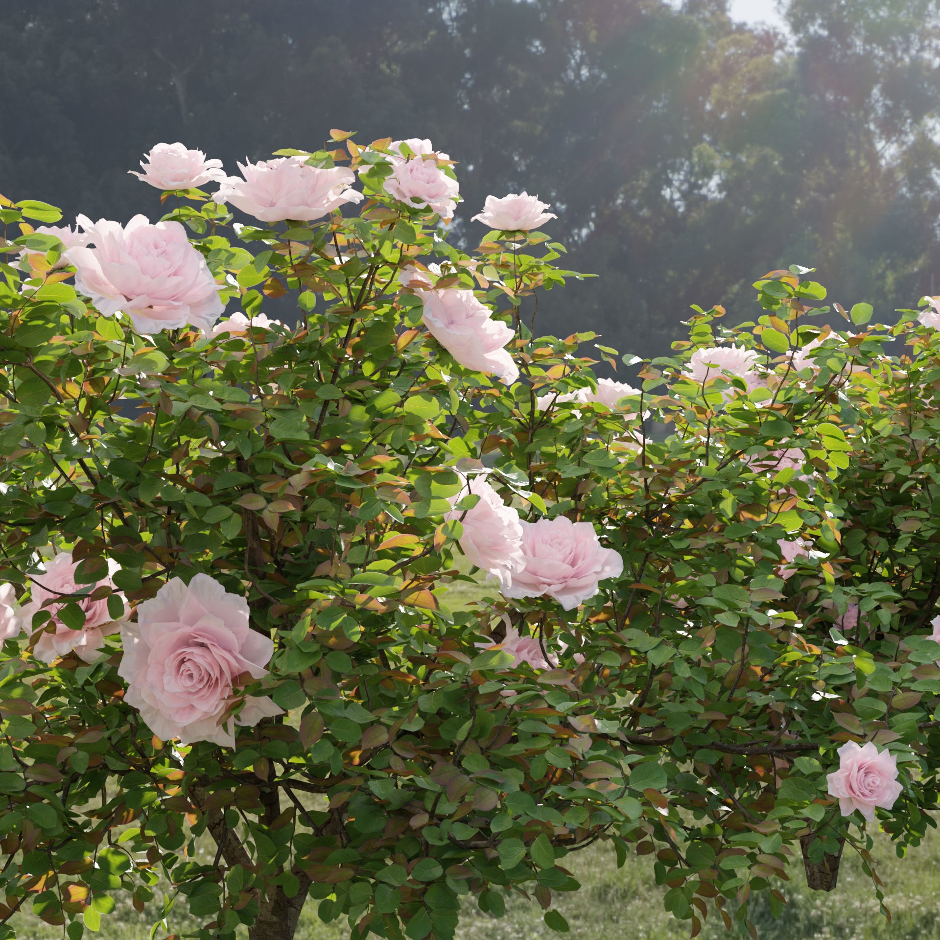 Rose Bushes Collection Vol 74 - PBR Game-Ready 3D Model - View 8