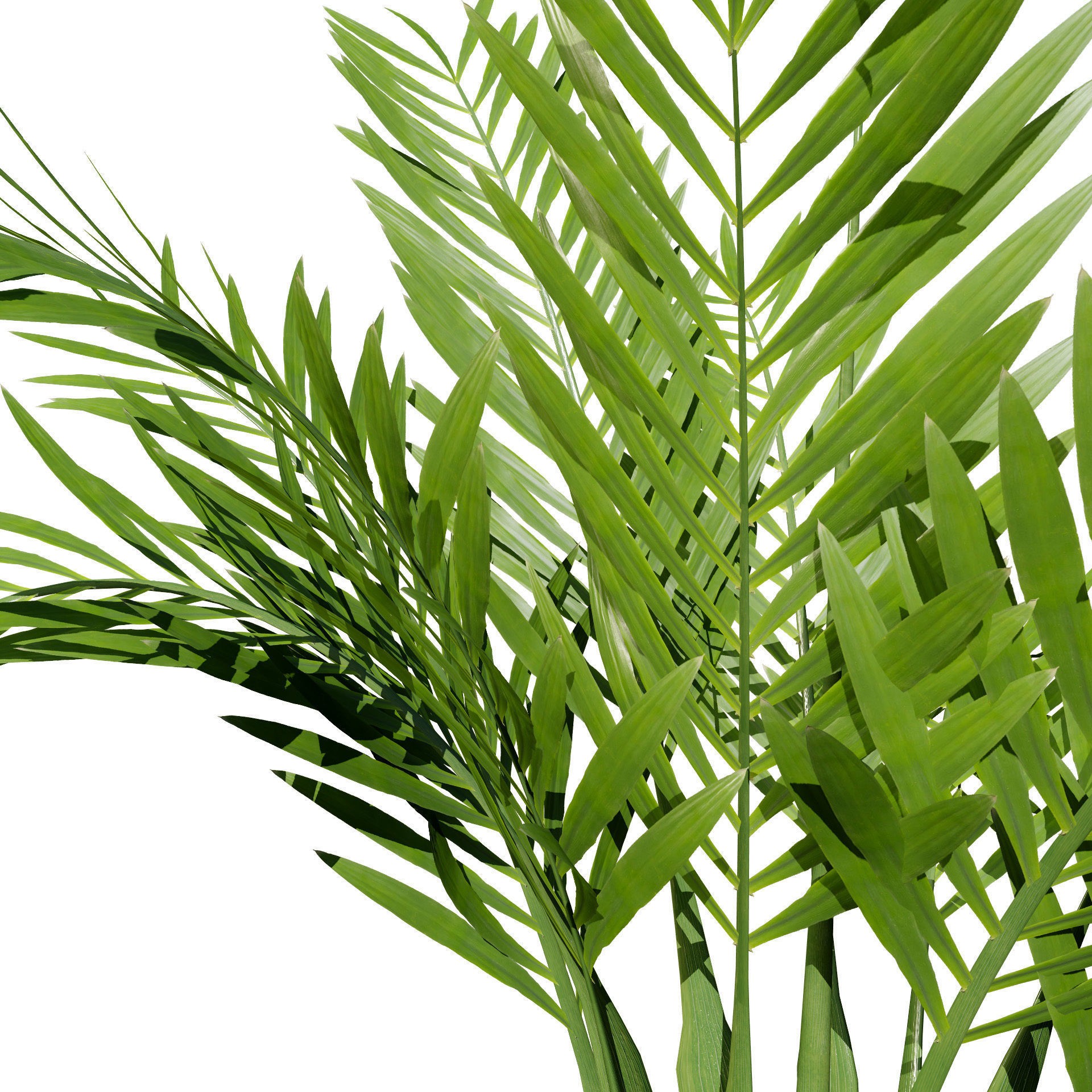 Indoor Palm Collection - Low-Poly Game-Ready 3D Model - View 11