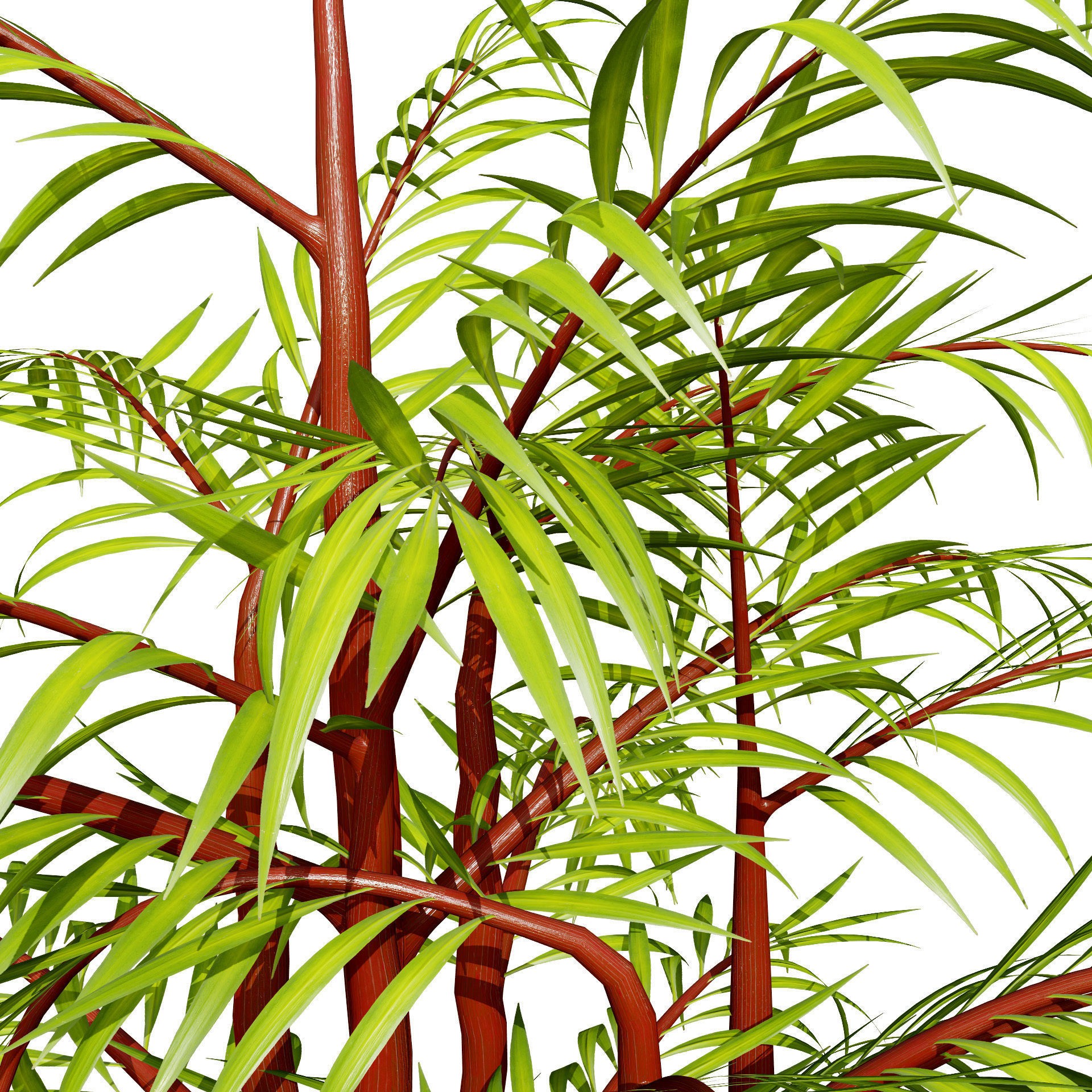 Indoor Palm Collection - Low-Poly Game-Ready 3D Model - View 13