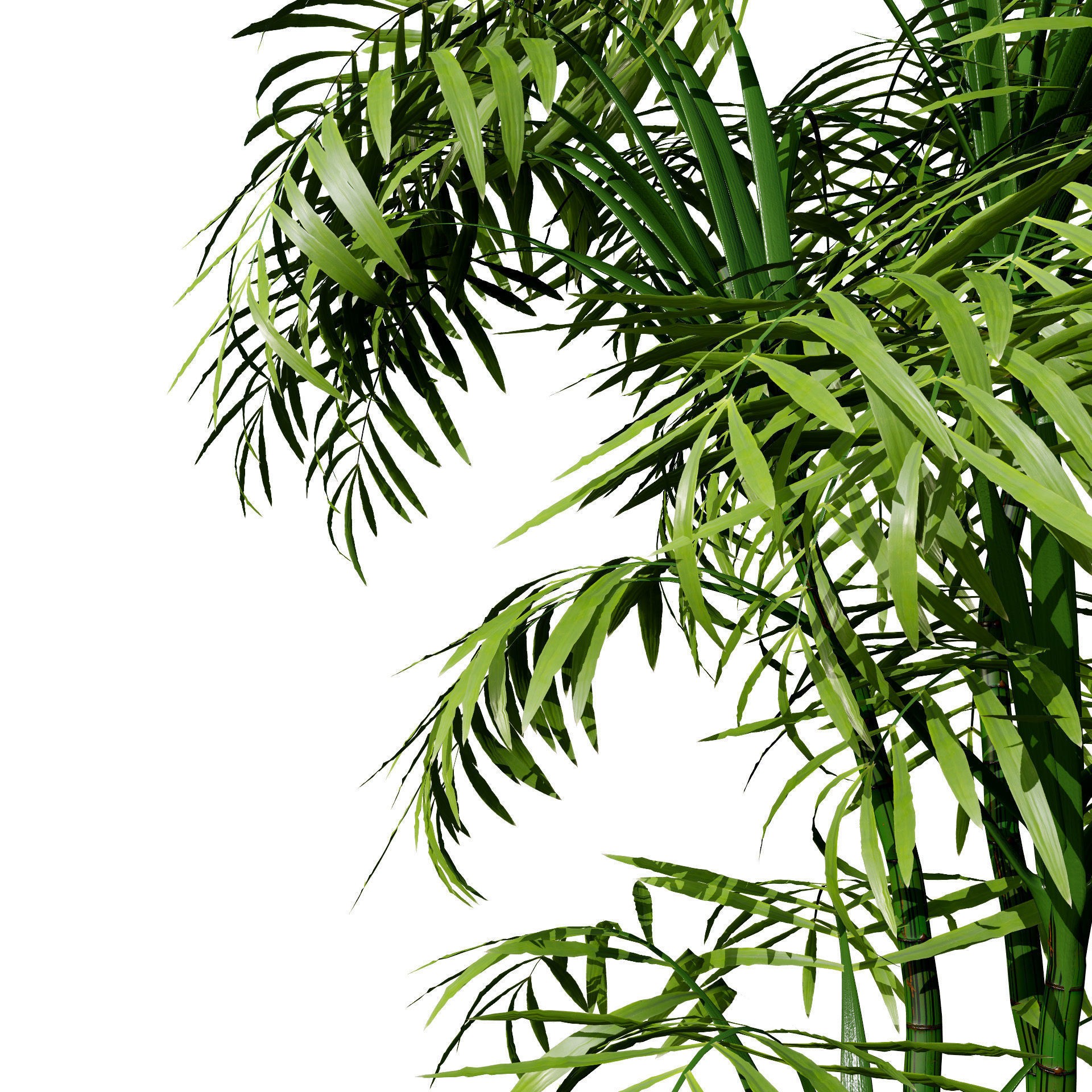 Indoor Palm Collection - Low-Poly Game-Ready 3D Model - View 4