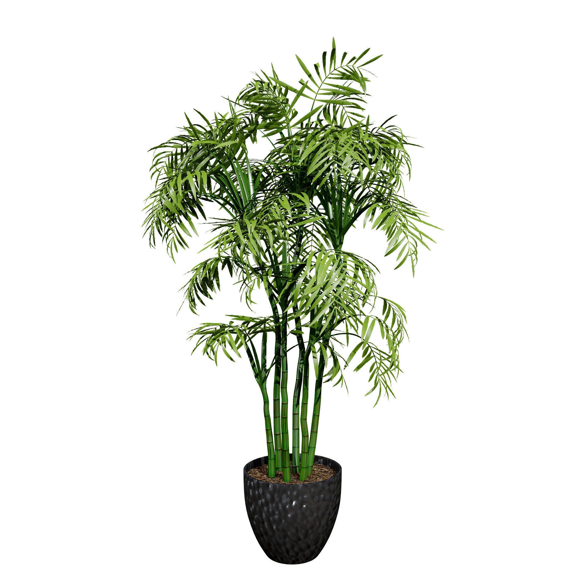 Indoor Palm Collection - Low-Poly Game-Ready 3D Model - View 5