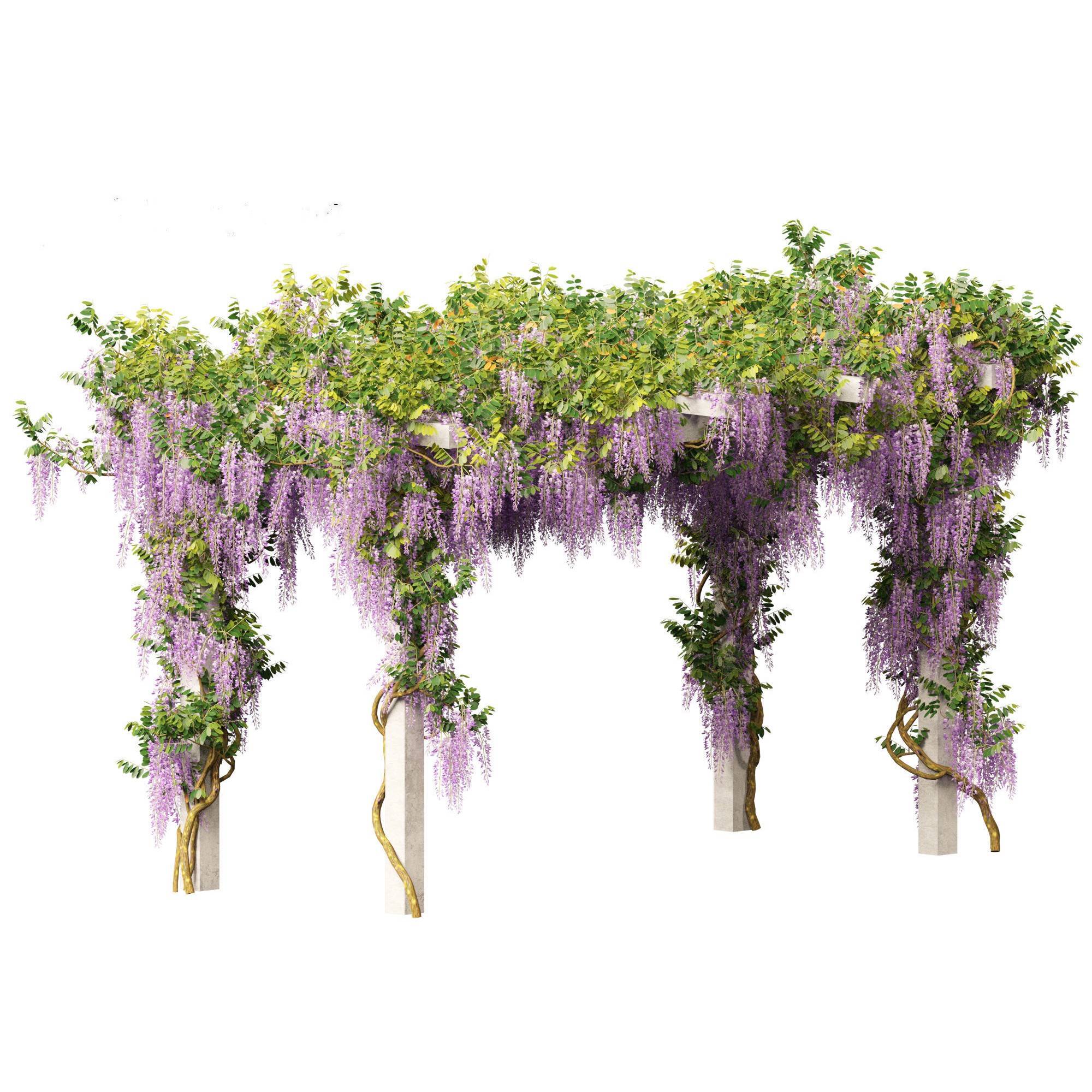 Wisteria sinensis - Game-Ready 3D Model